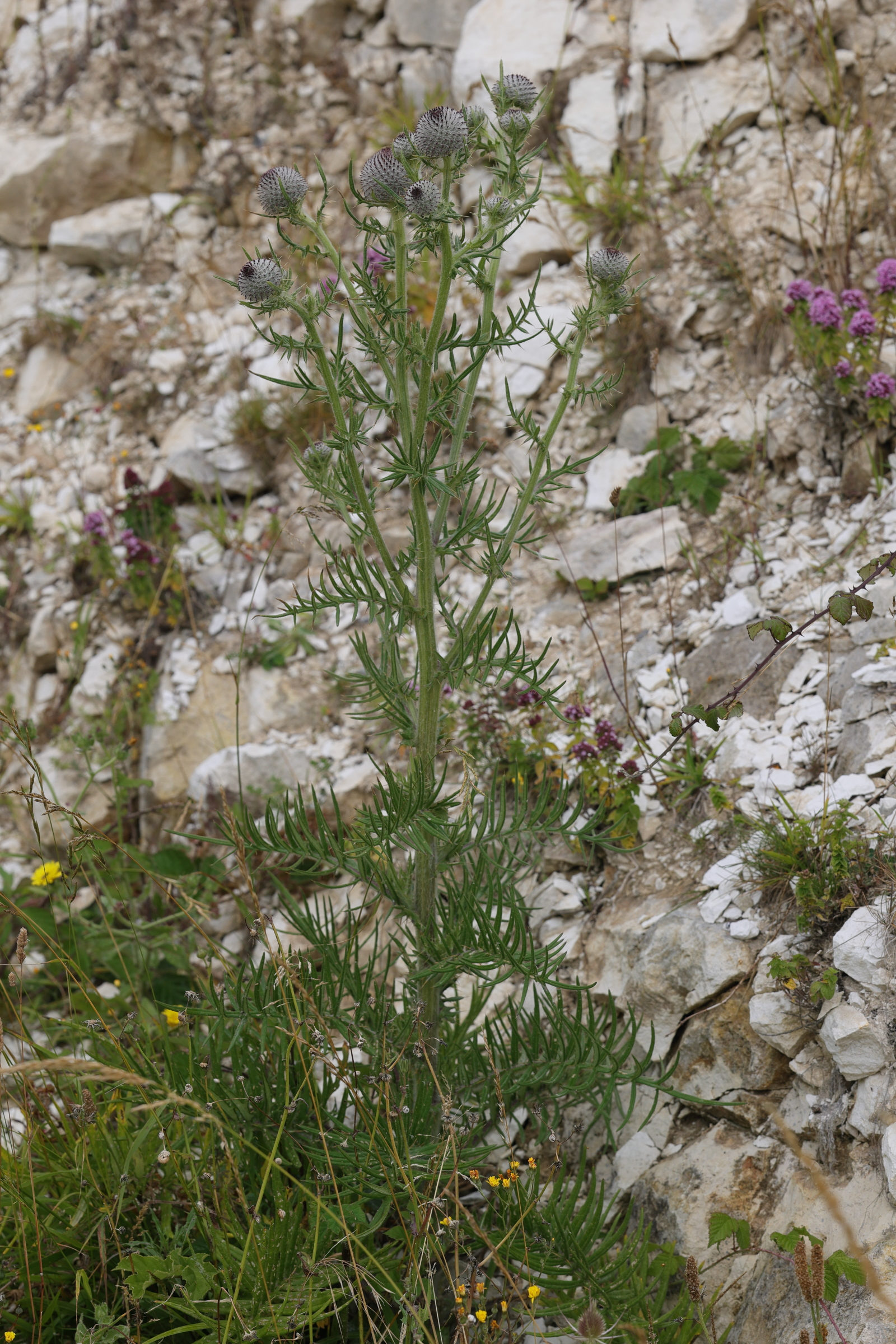 Afficher le média cirsium_eriophorum7md cirsium_eriophorum7md
