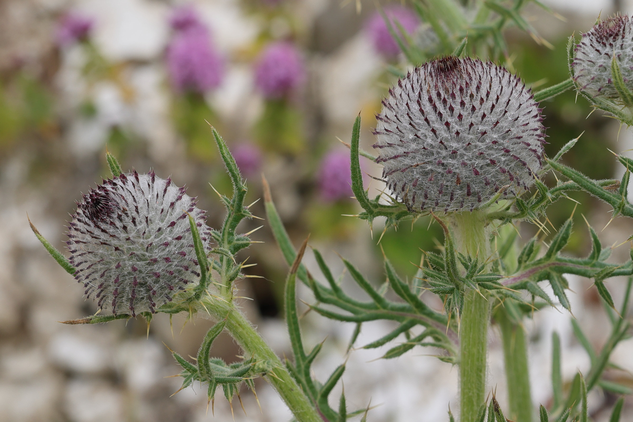 Afficher le média cirsium_eriophorum8md cirsium_eriophorum8md