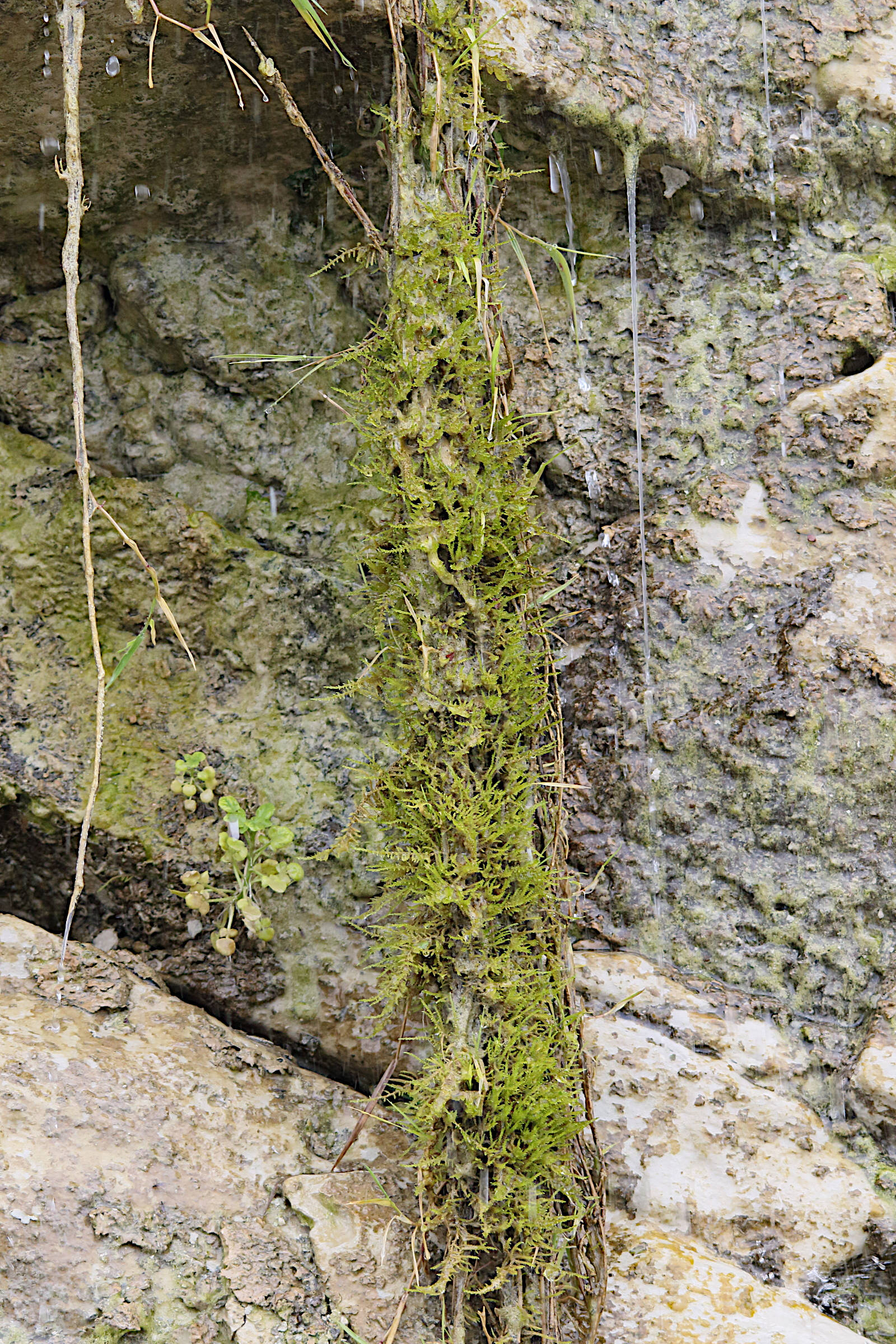 cratoneuron_filicinum1md