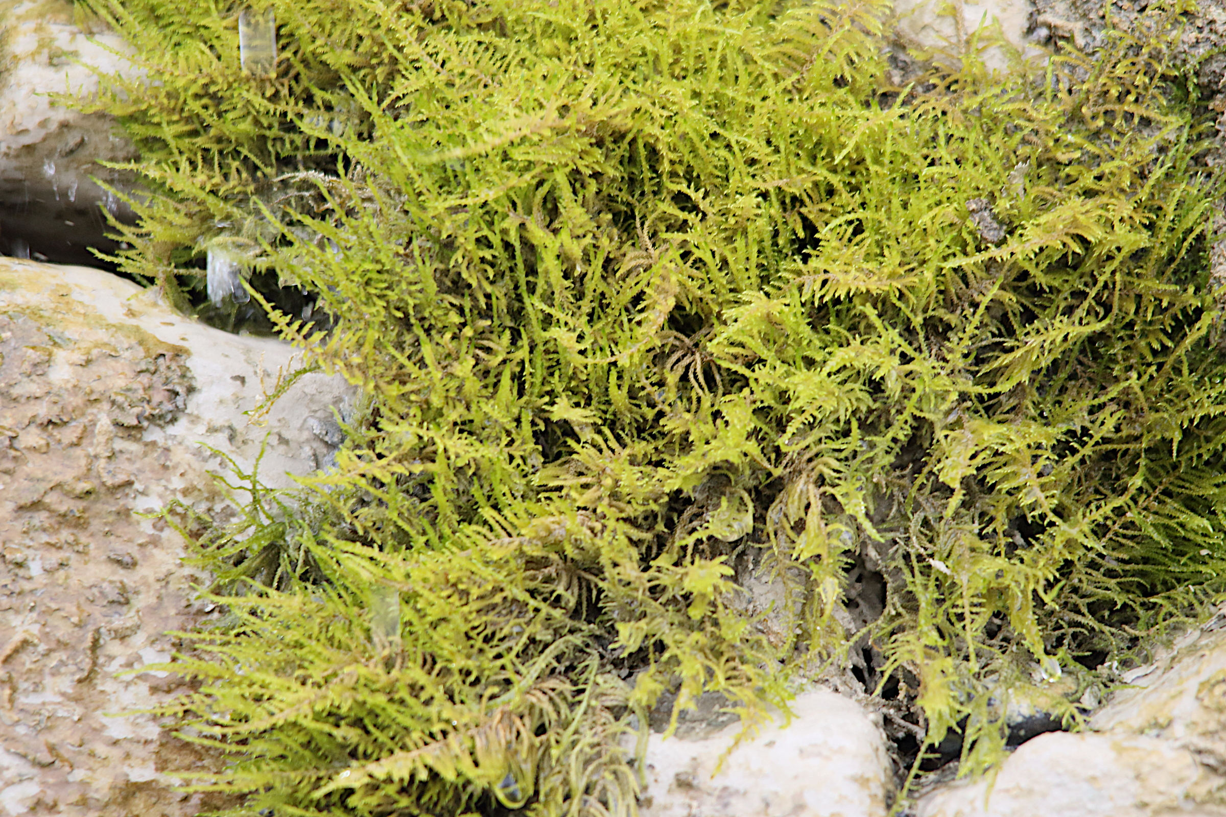 cratoneuron_filicinum2md