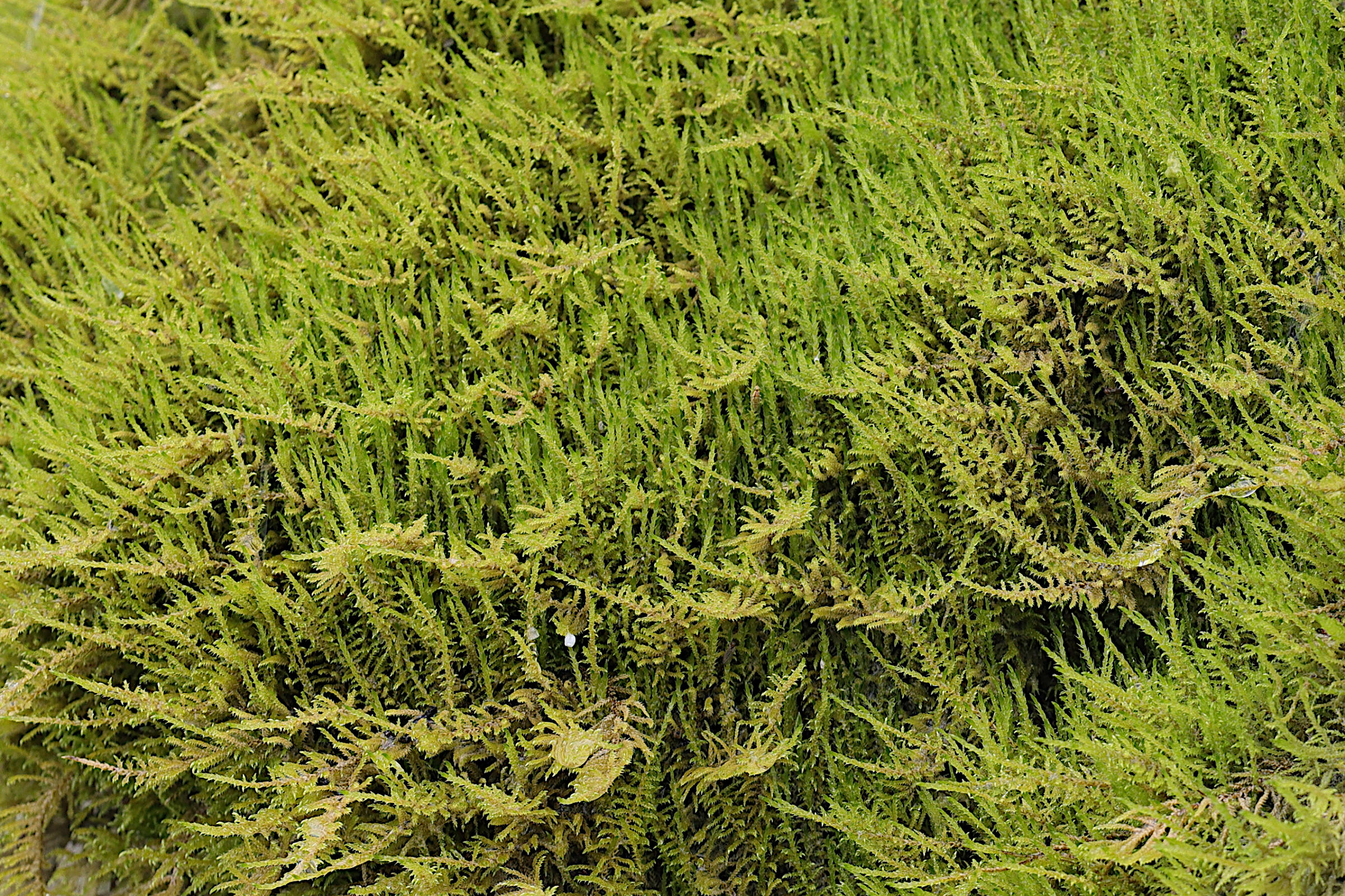 cratoneuron_filicinum3md