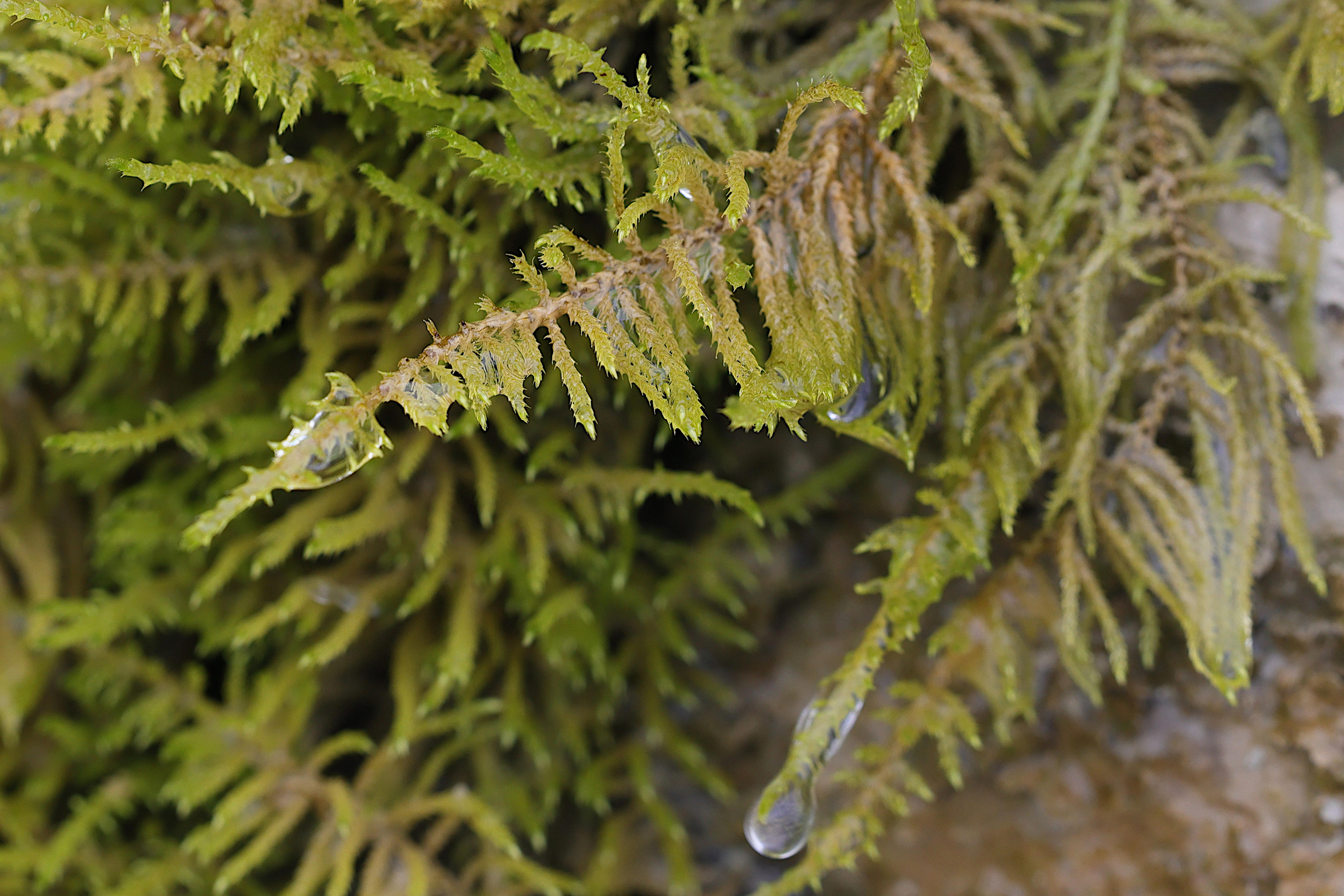 cratoneuron_filicinum4md