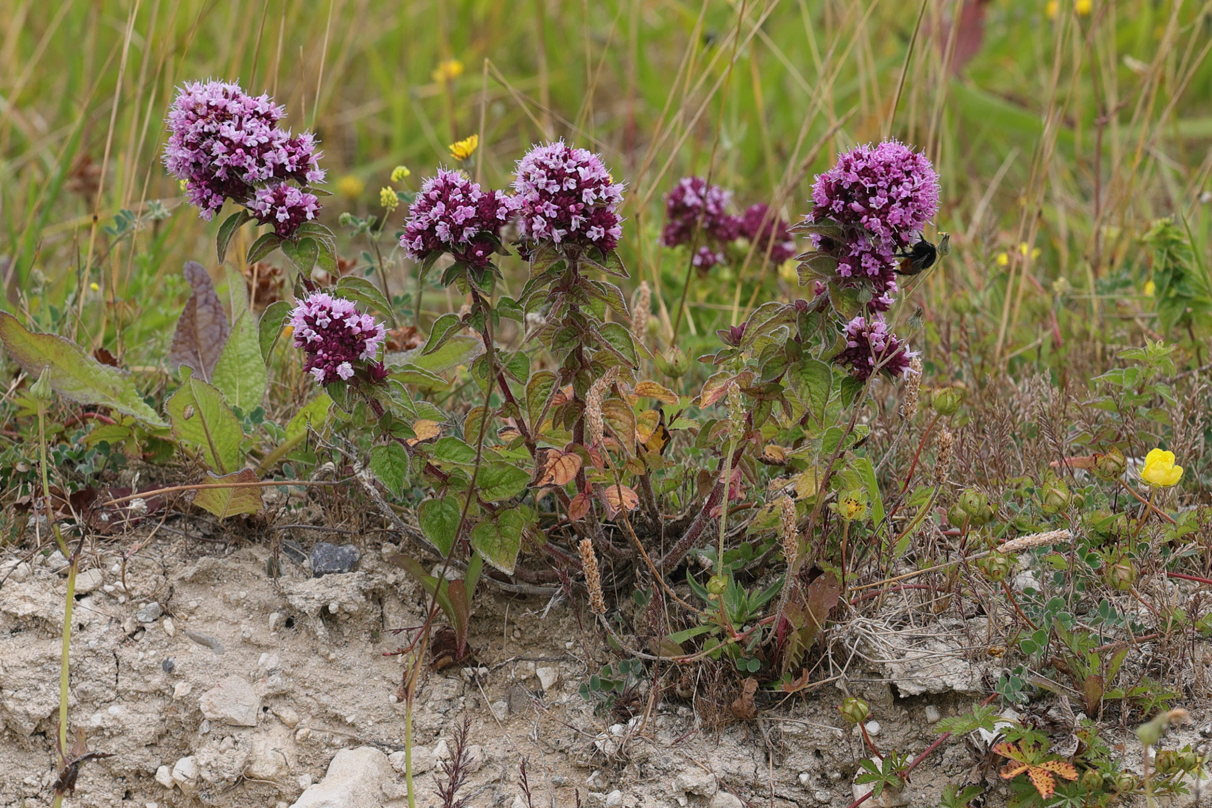 origanum_vulgare6md