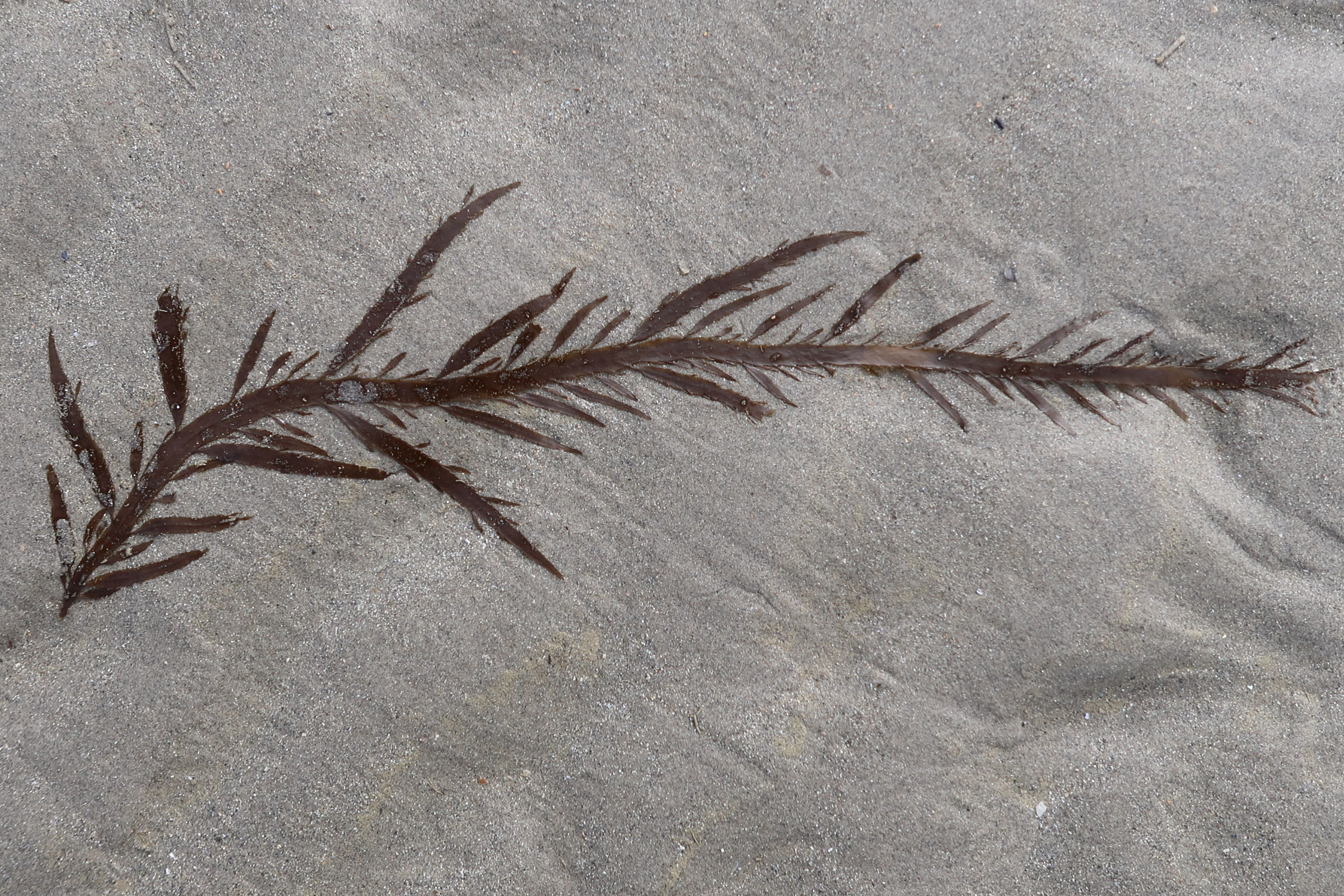 desmarestia_ligulata1md