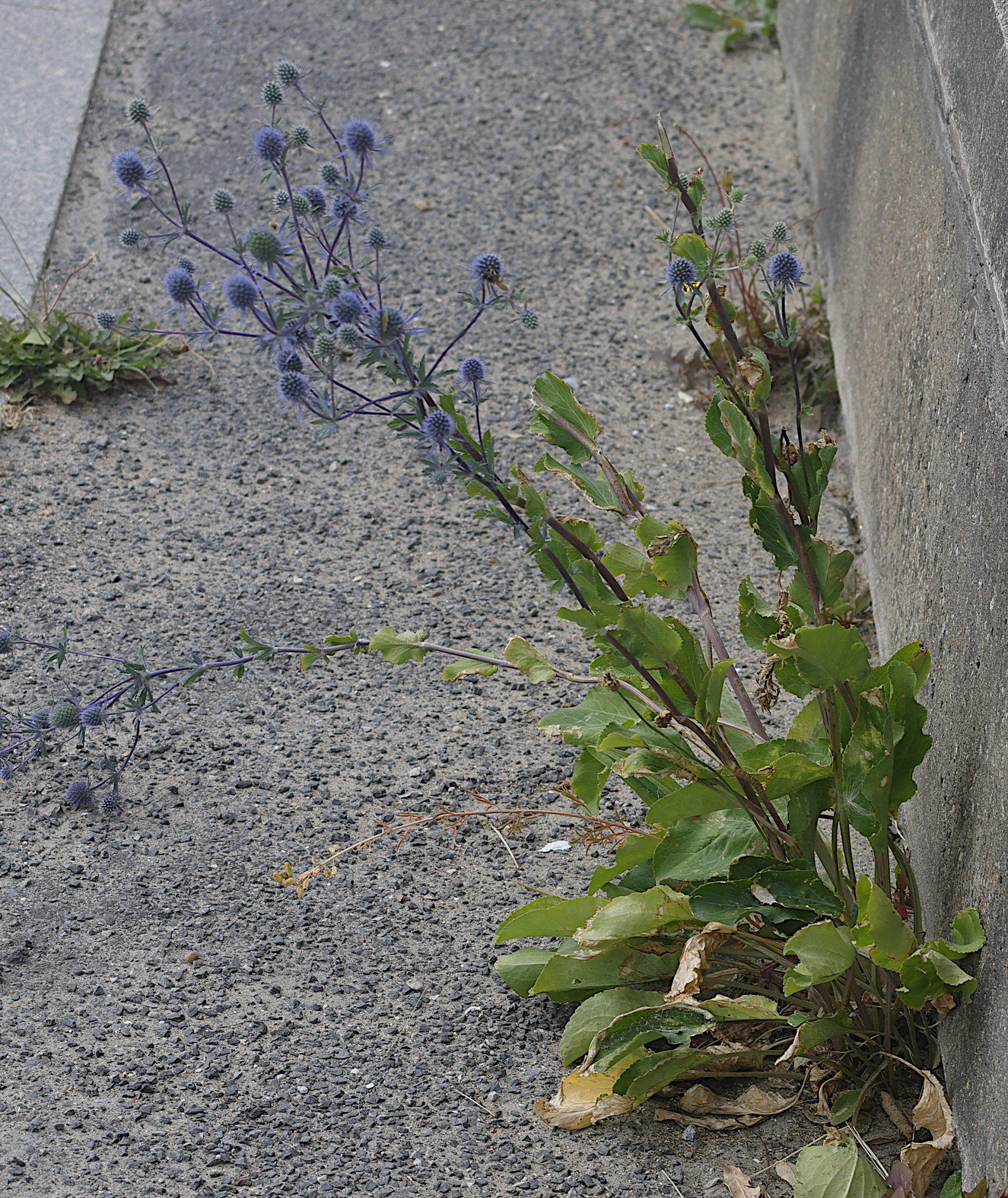 Afficher le média eryngium_planum1md eryngium_planum1md