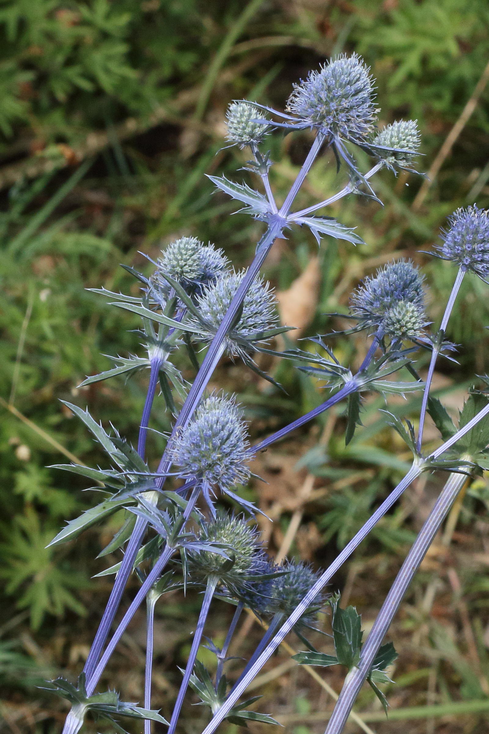 Afficher le média eryngium_planum3bd eryngium_planum3bd