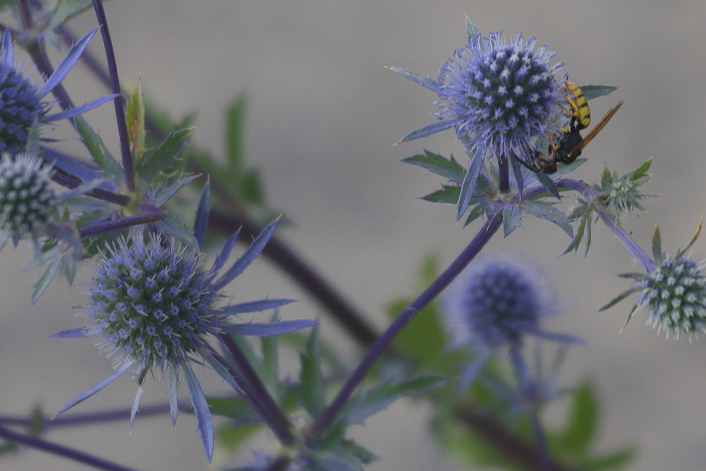 Afficher le média eryngium_planum3md eryngium_planum3md