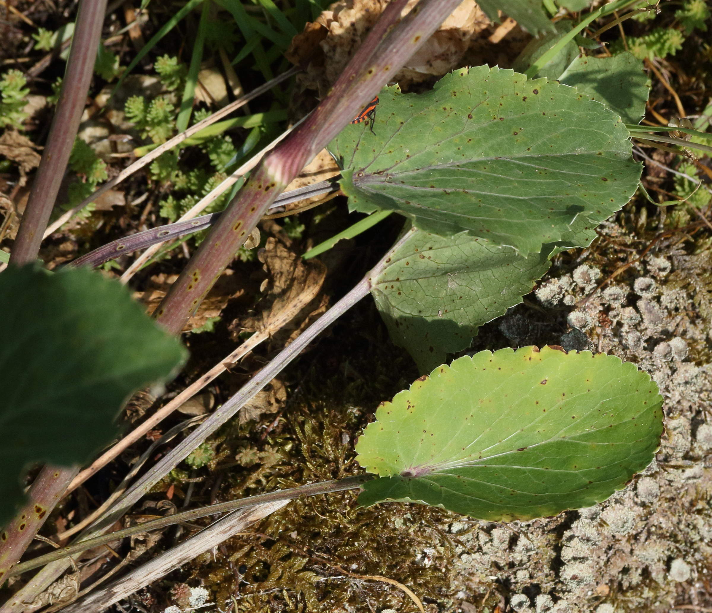 Afficher le média eryngium_planum4md eryngium_planum4md