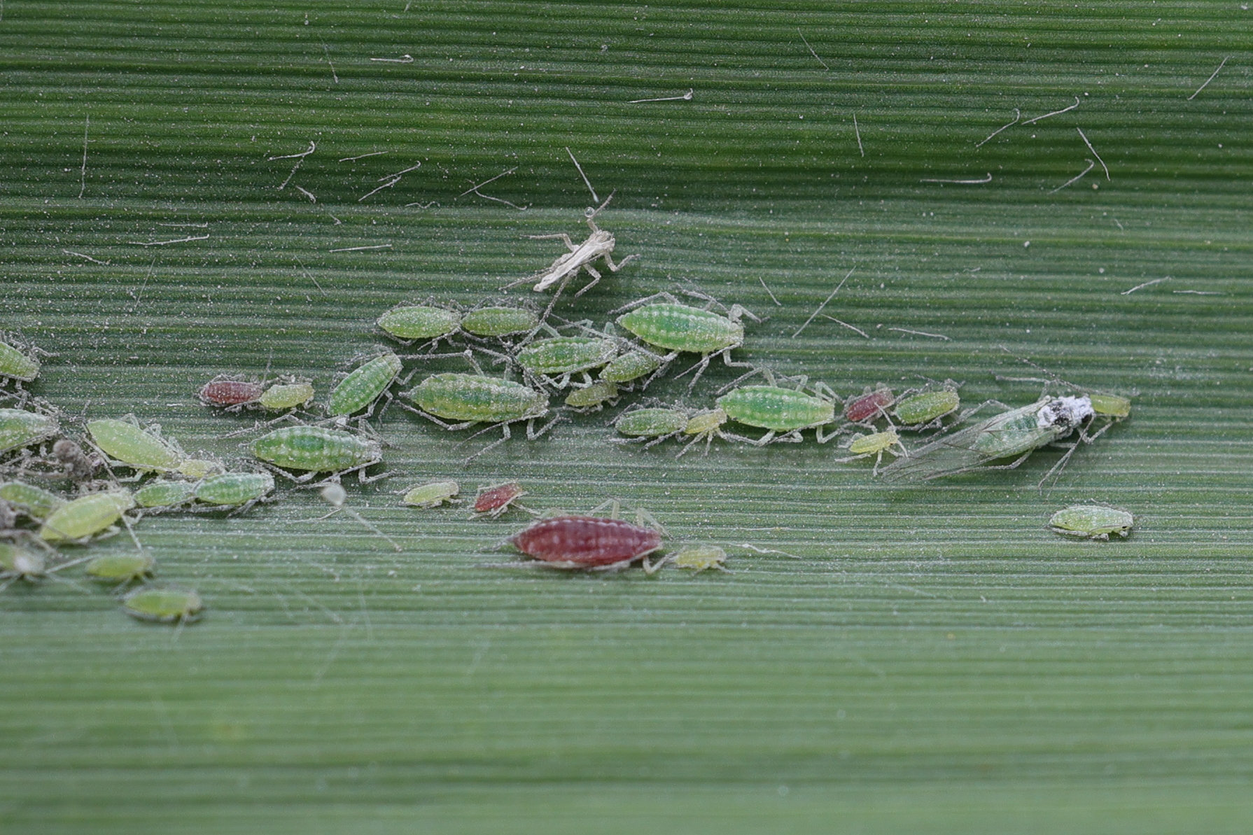 hyalopterus_pruni5md