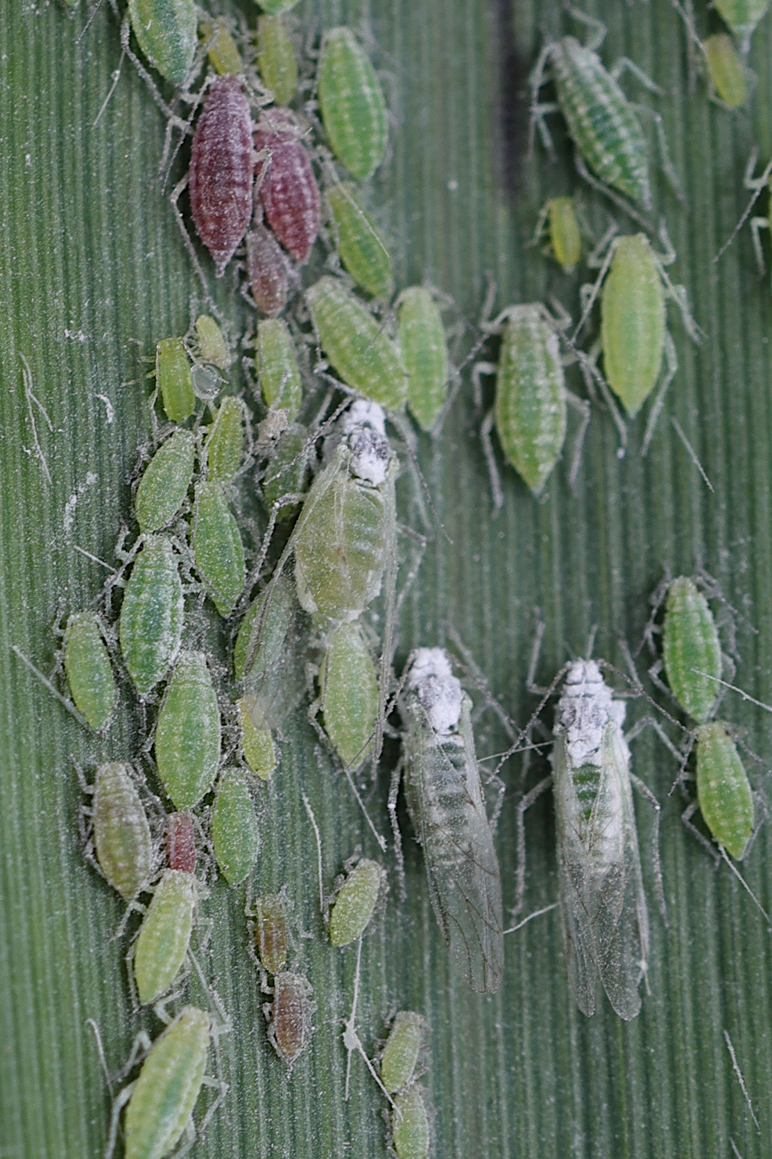 hyalopterus_pruni6md