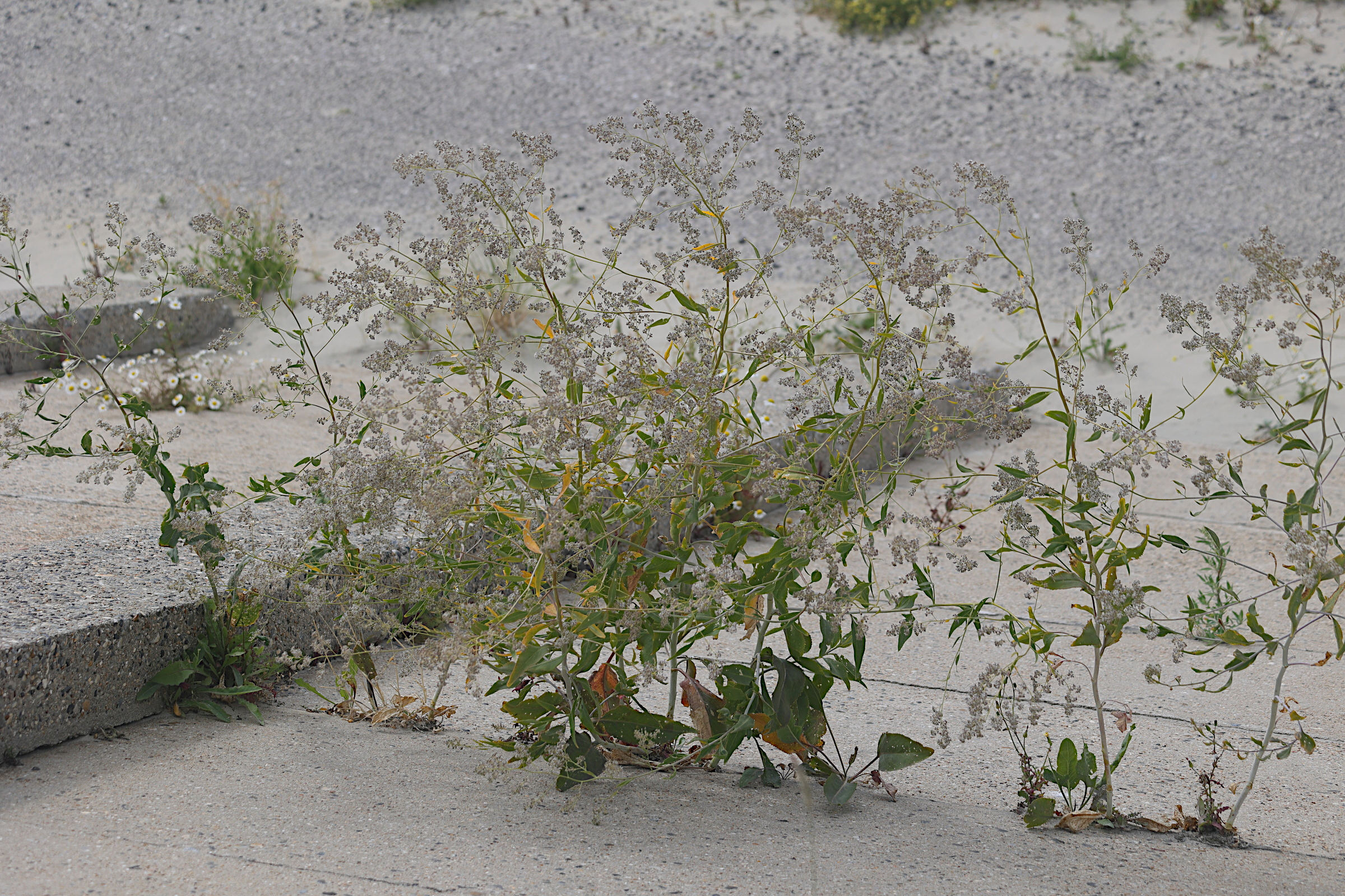 Afficher le média lepidium_latifolium1md lepidium_latifolium1md