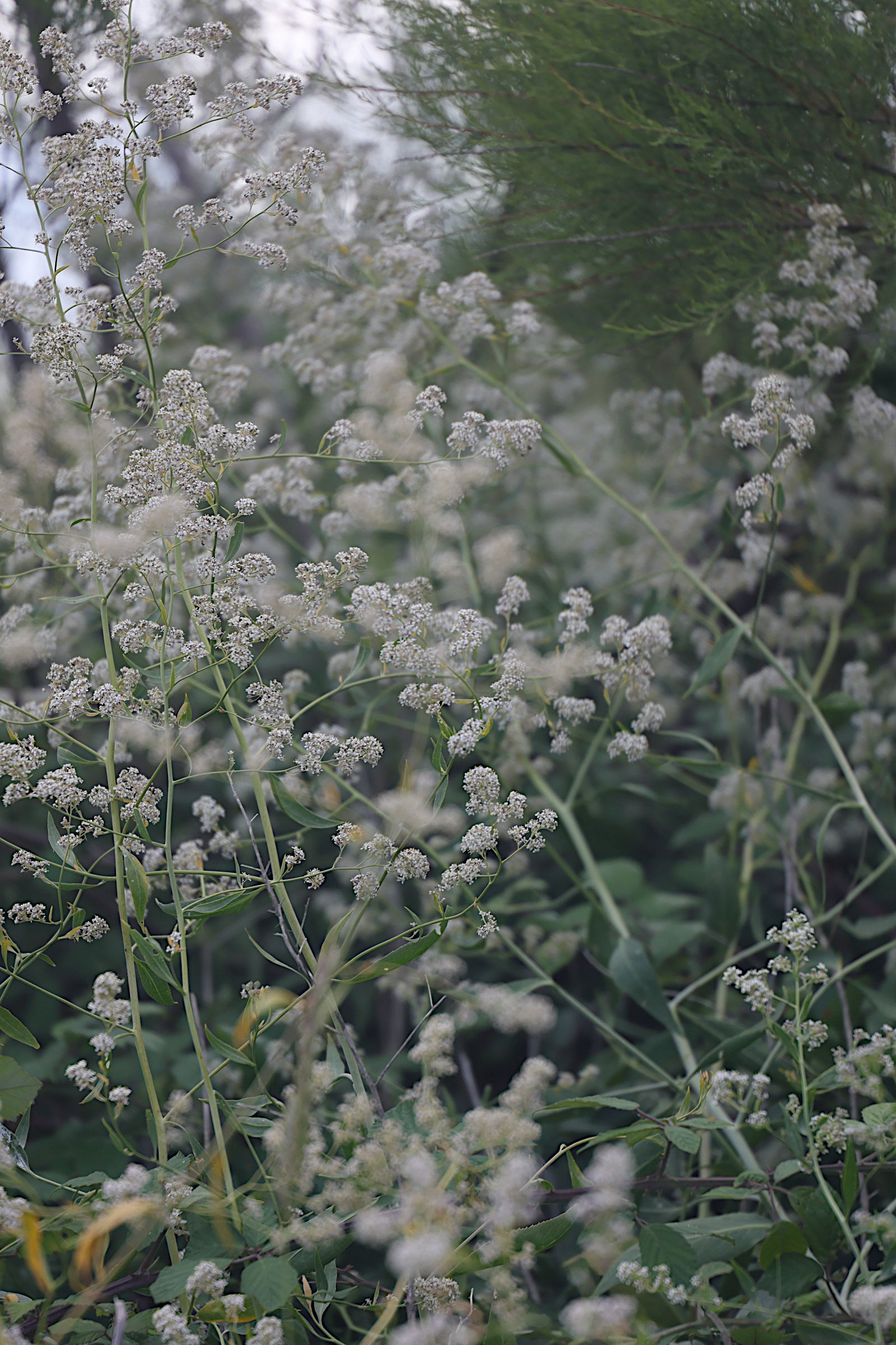 Afficher le média lepidium_latifolium2md lepidium_latifolium2md