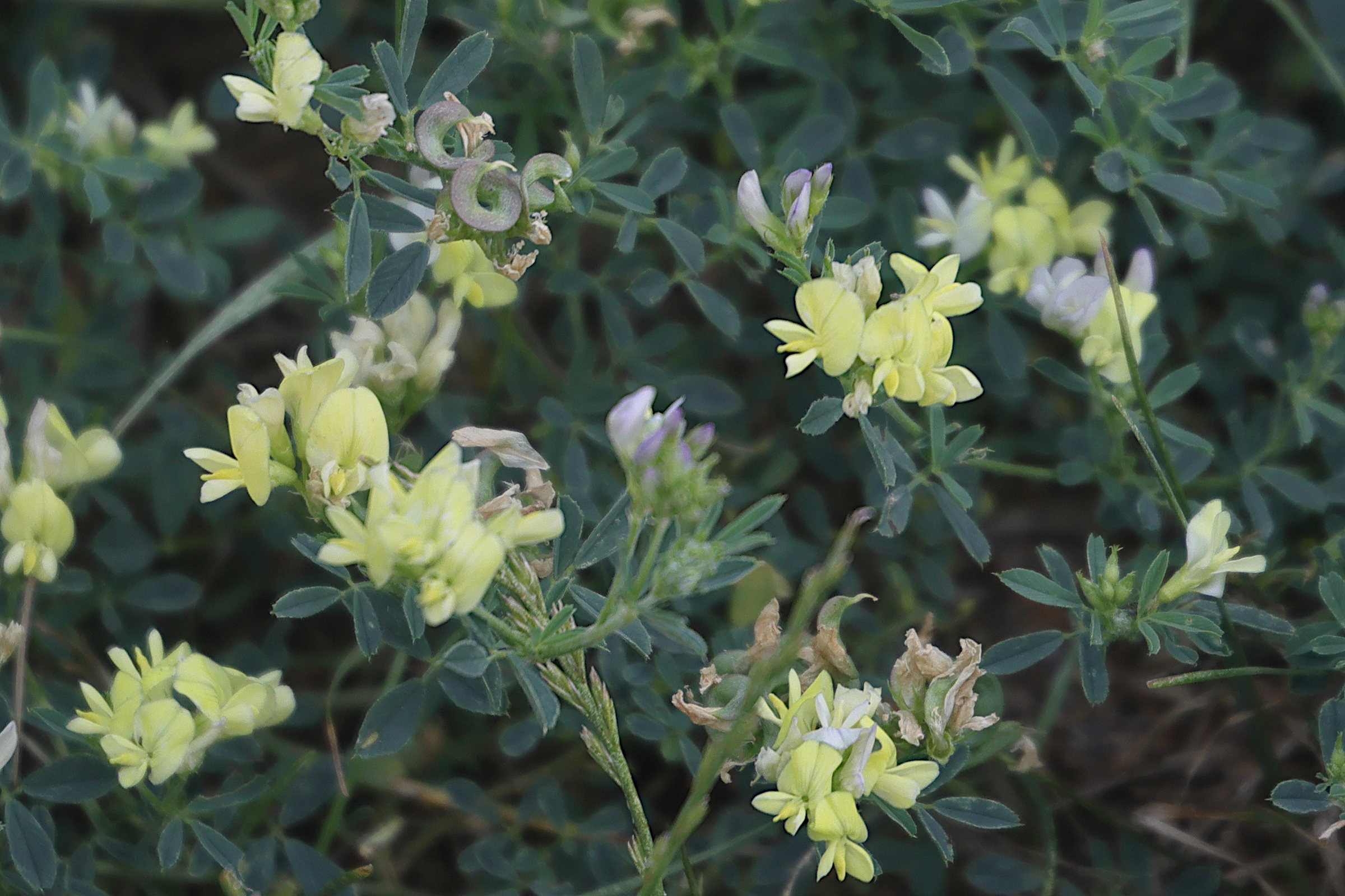 Afficher le média meficago_x_varia1md meficago_x_varia1md