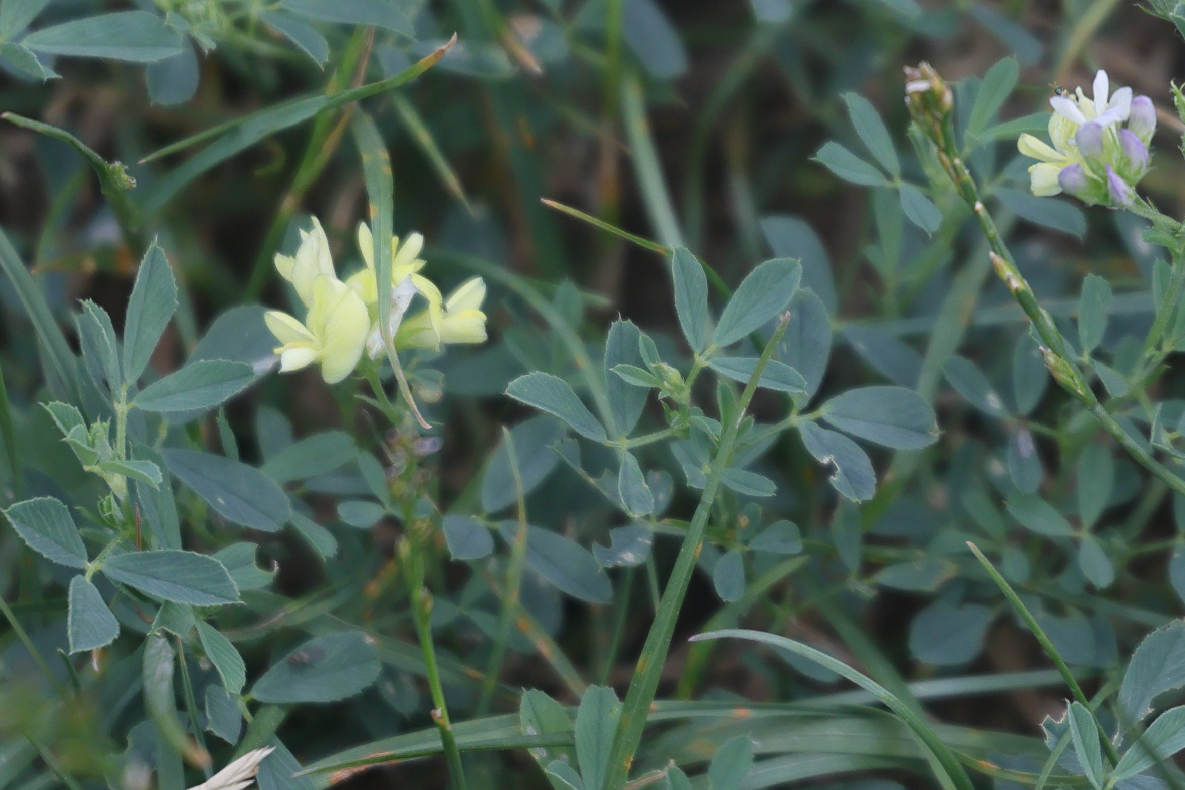 Afficher le média meficago_x_varia2md meficago_x_varia2md