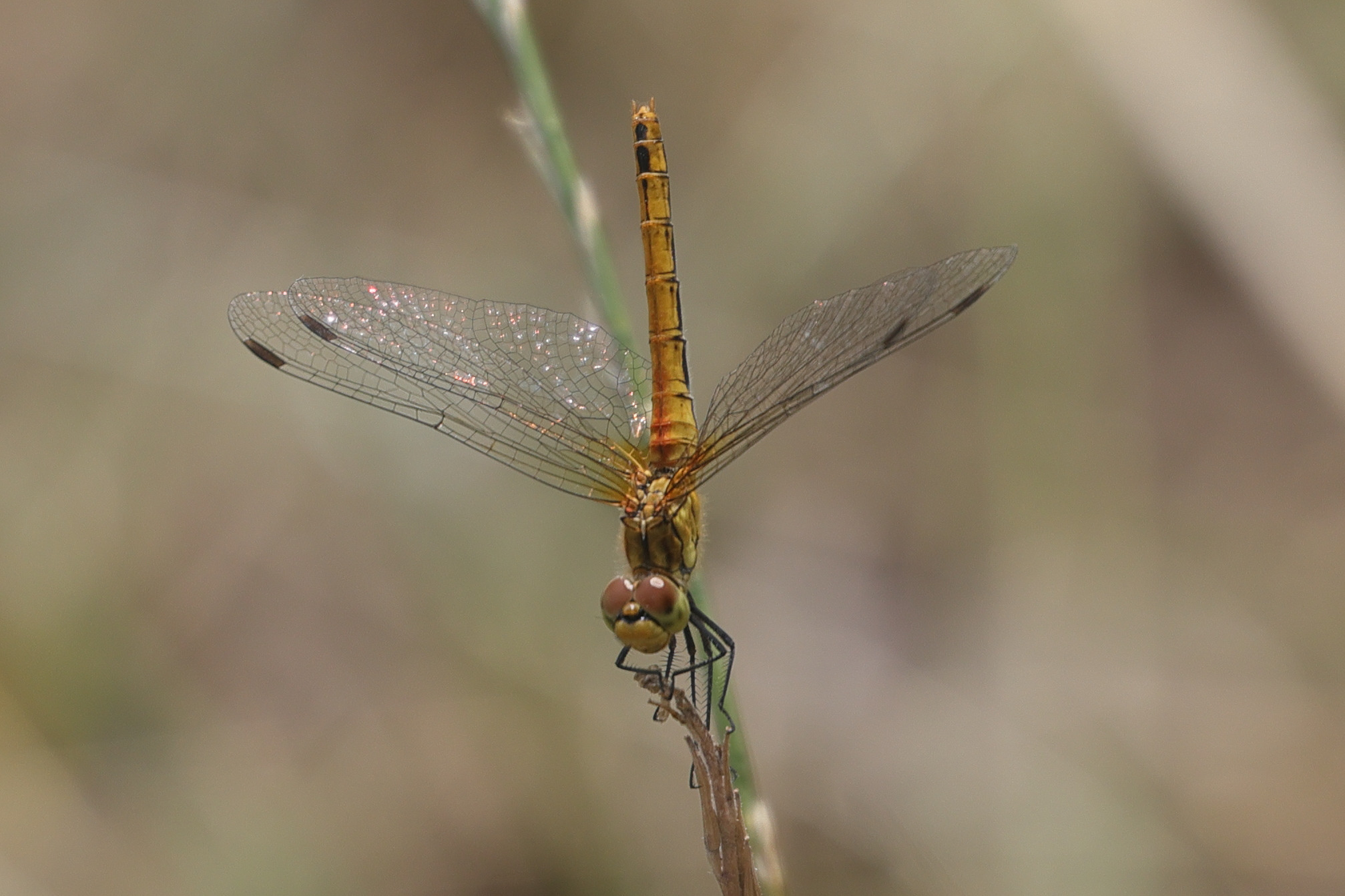 Afficher le média sympetrum_sanguineum8md sympetrum_sanguineum8md