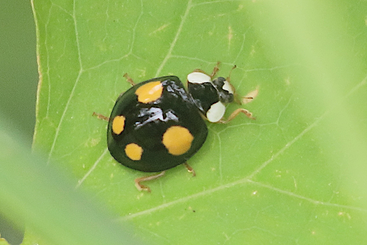 Afficher le média harmonia_axyridis21bd harmonia_axyridis21bd