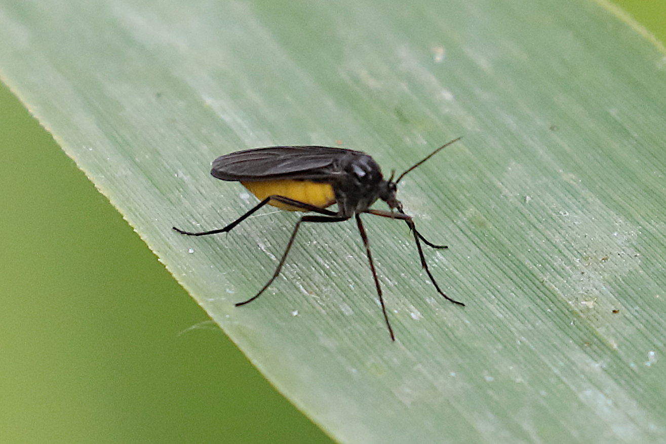 Afficher le média sciara_gr_analis1bd sciara_gr_analis1bd