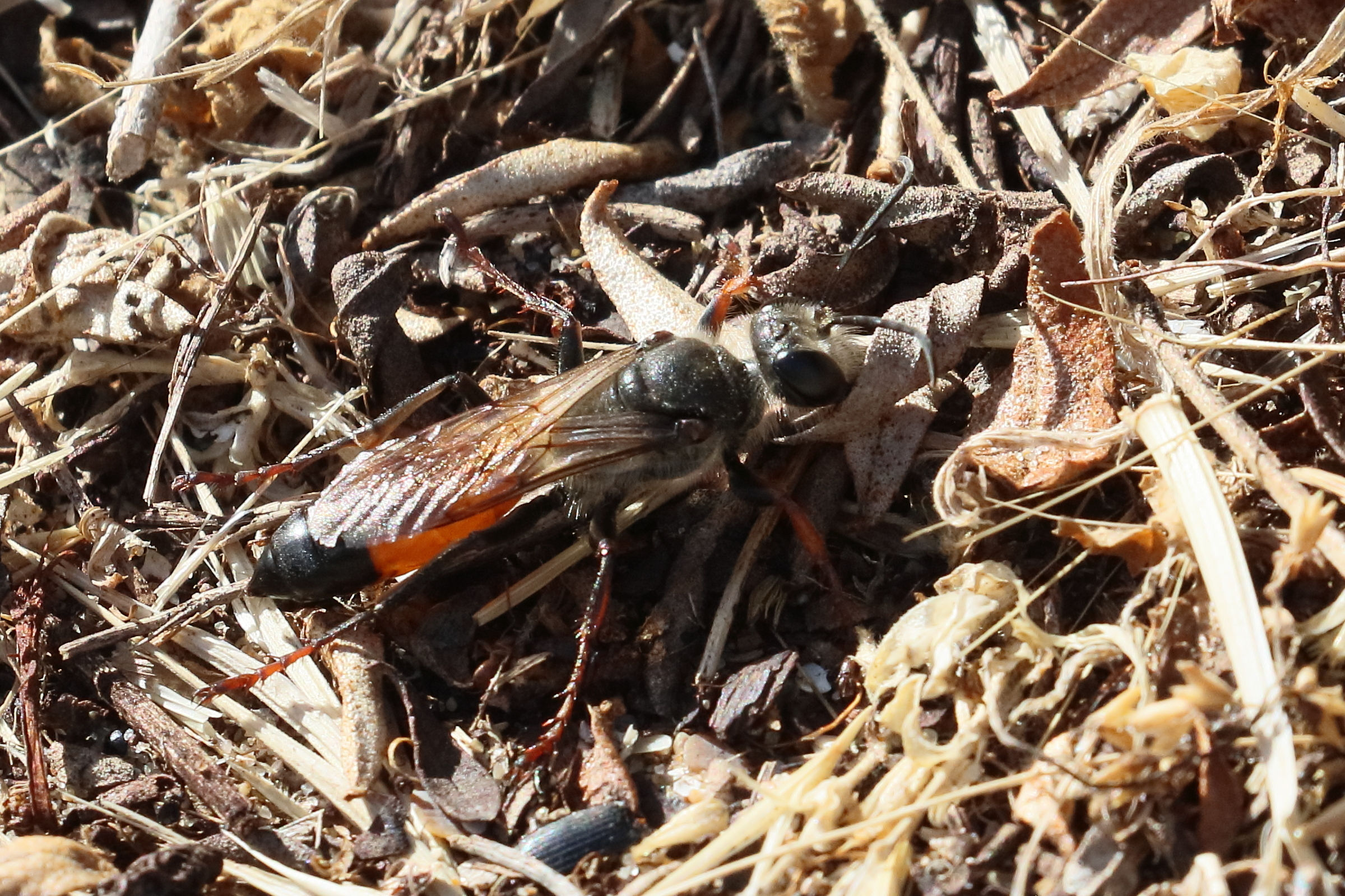 Afficher le média sphex_funerarius5bd sphex_funerarius5bd