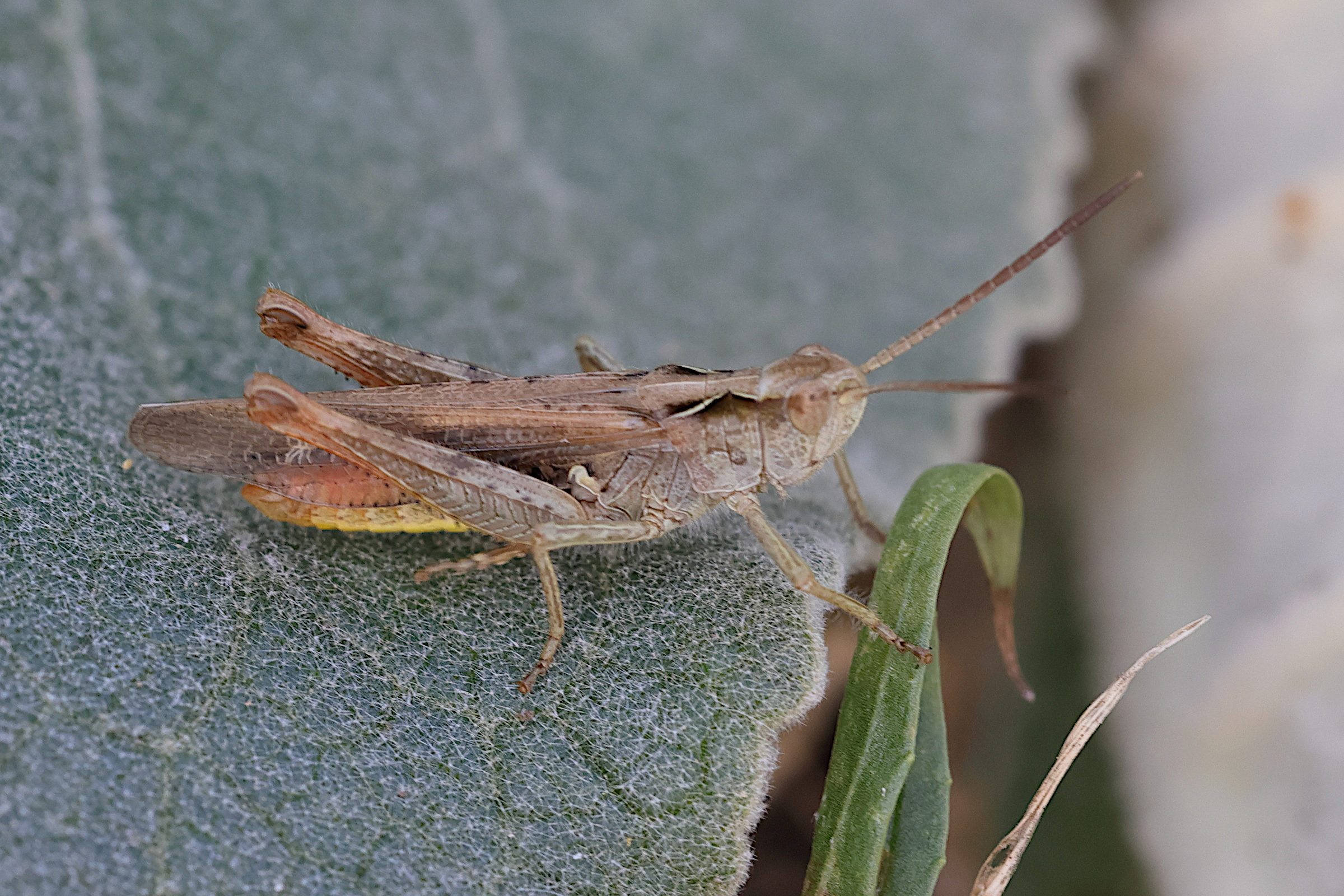 gomphocerippus_biguttulus5md