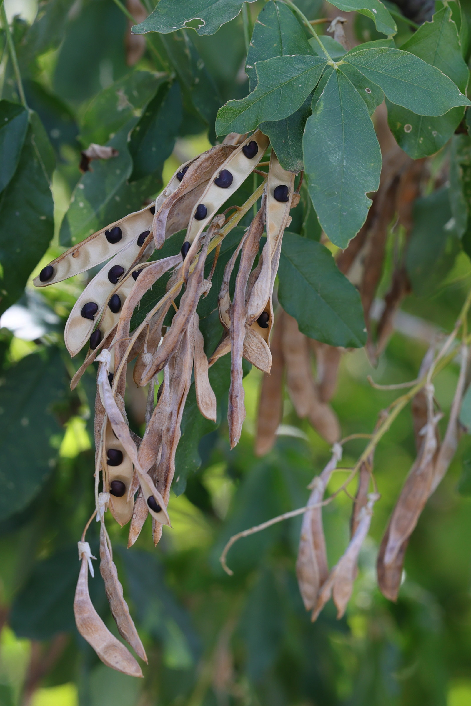 laburnum_anagyroides5md