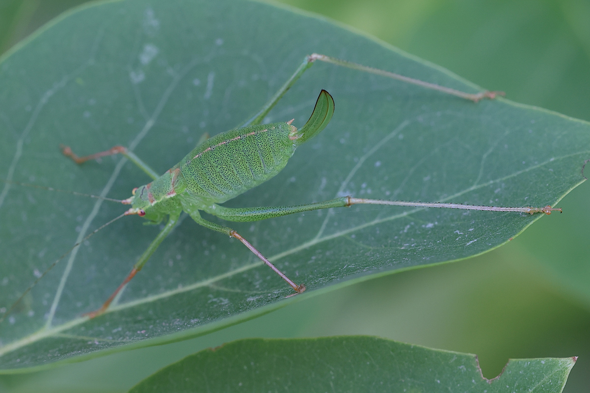 leptophyes_punctatissima3md