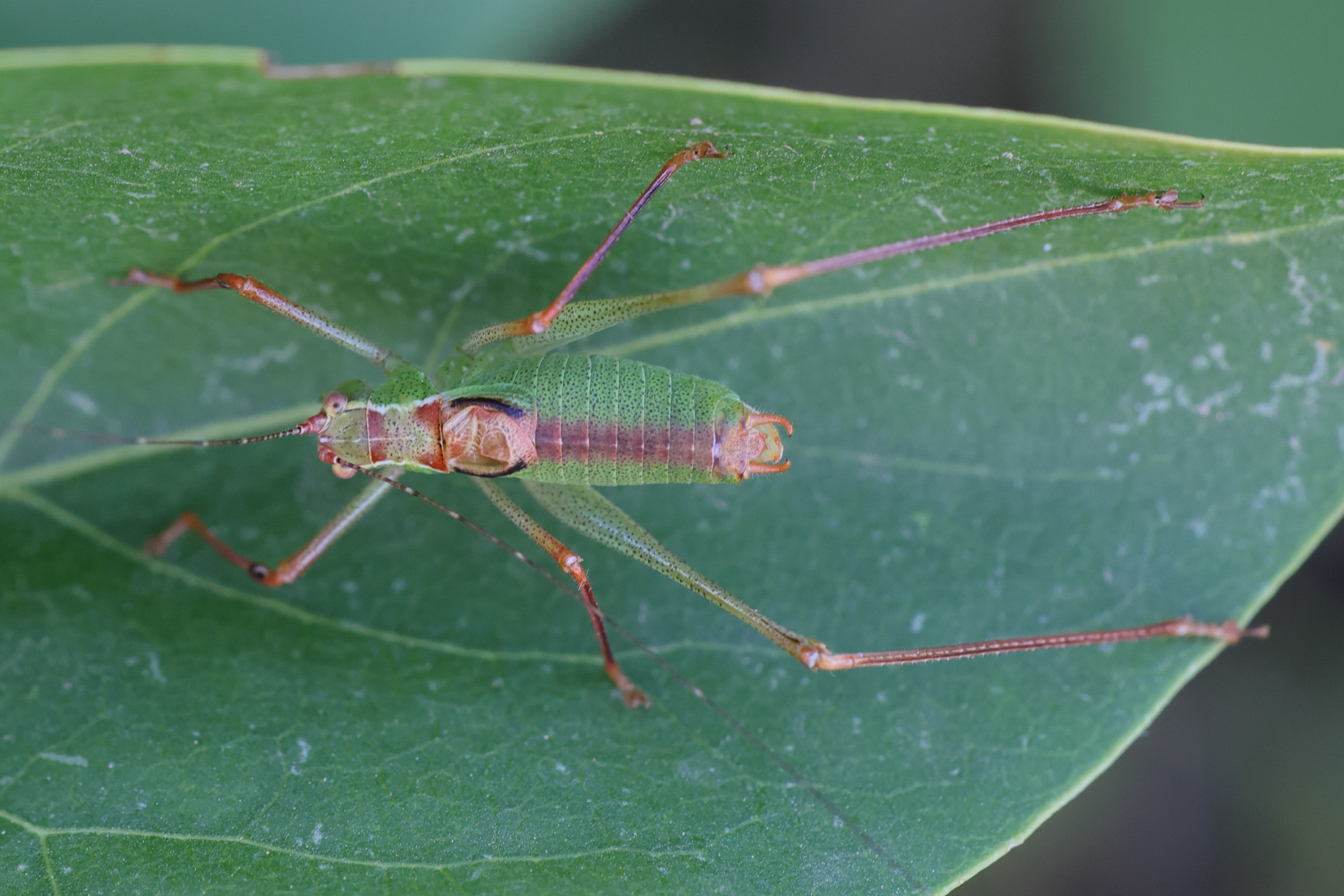 leptophyes_punctatissima5bmd