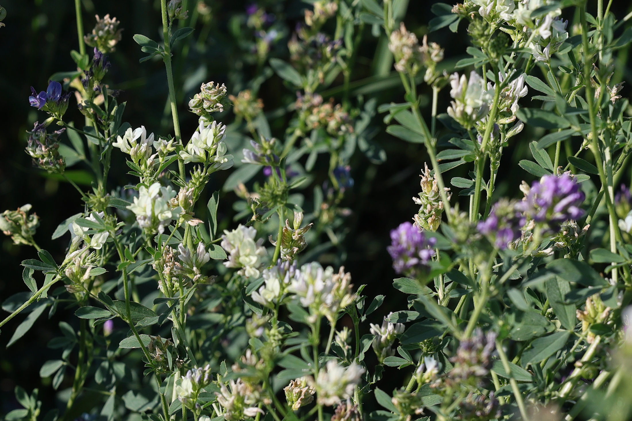 Afficher le média medicago_sativa_media3md medicago_sativa_media3md