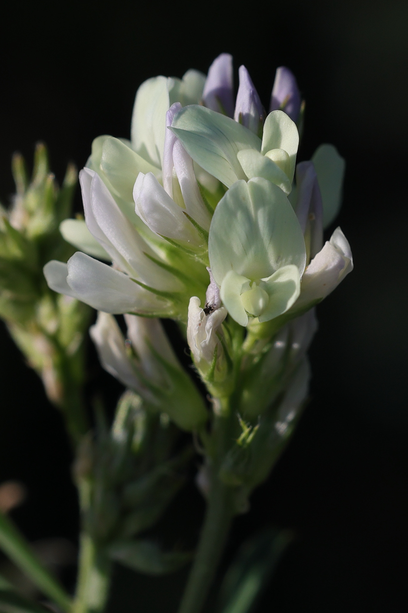 Afficher le média medicago_sativa_media4md medicago_sativa_media4md