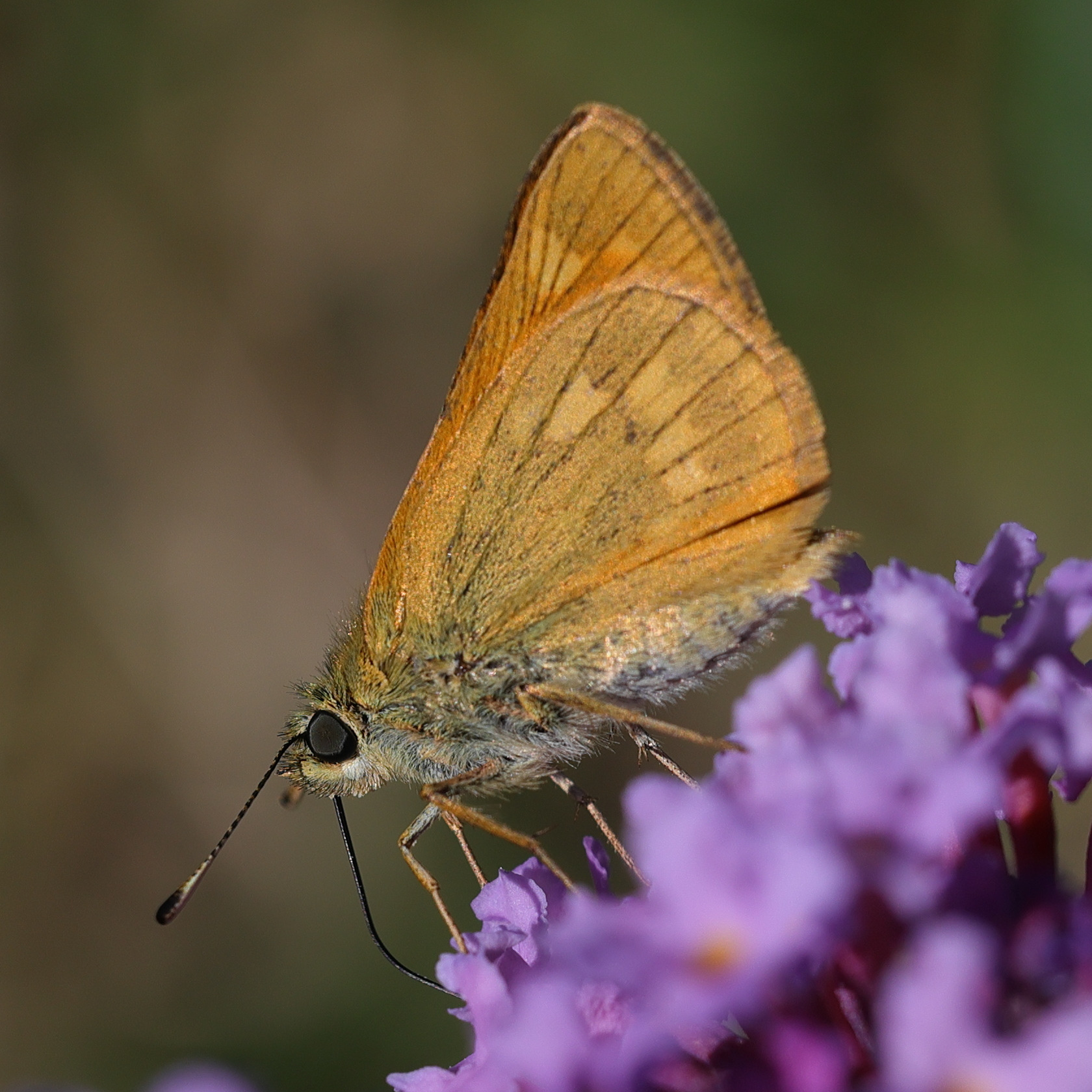 ochlodes_sylvanus7md