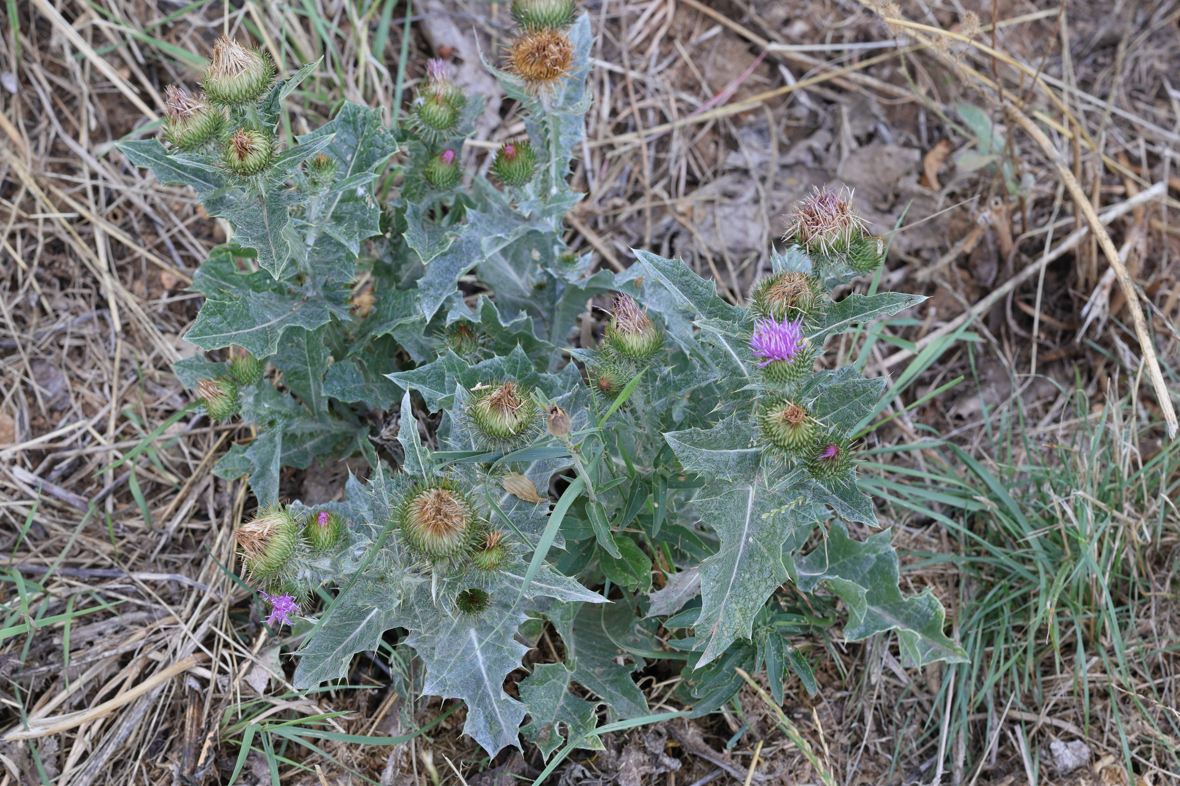 Afficher le média onopordum_acanthium1md onopordum_acanthium1md