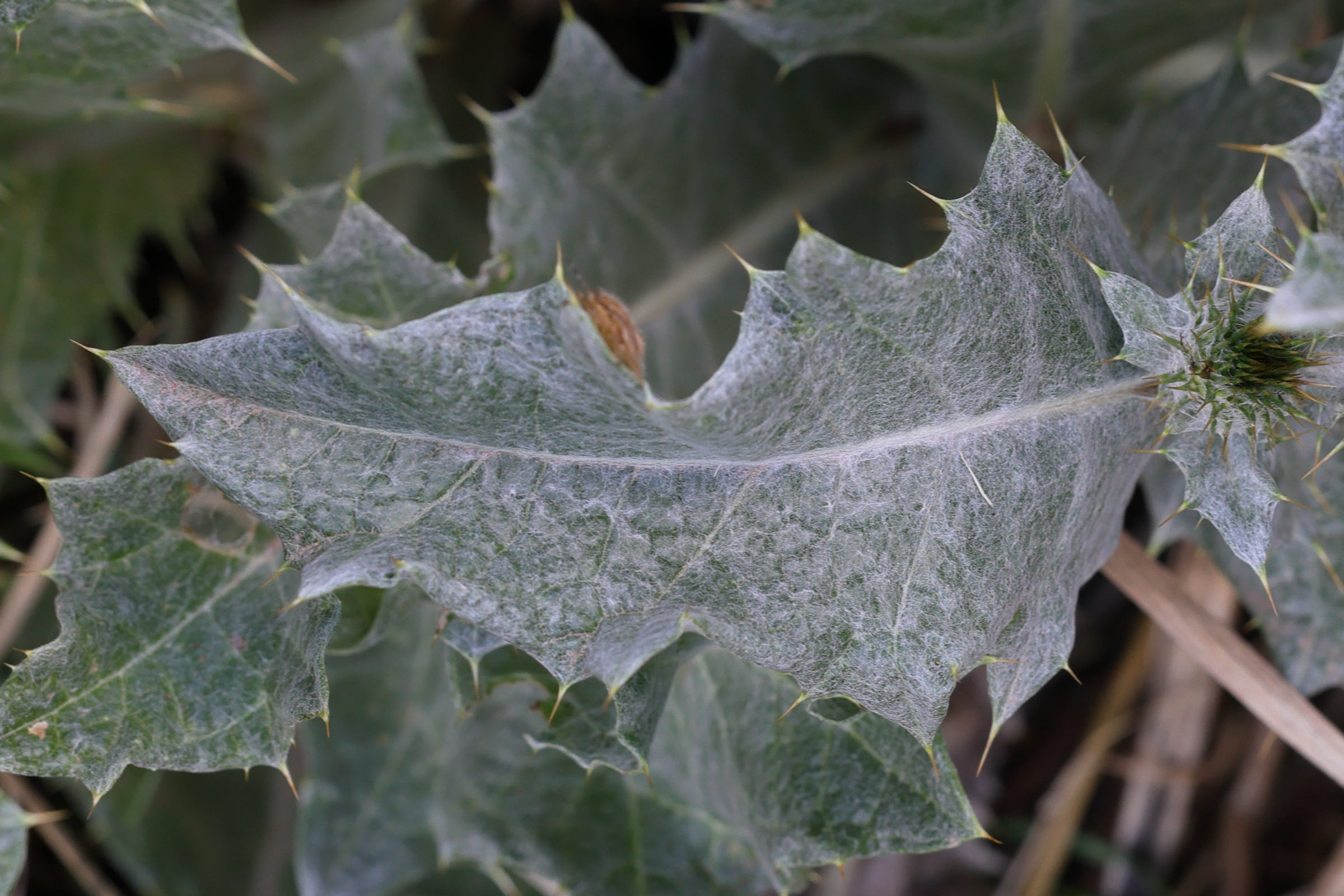 Afficher le média onopordum_acanthium7md onopordum_acanthium7md