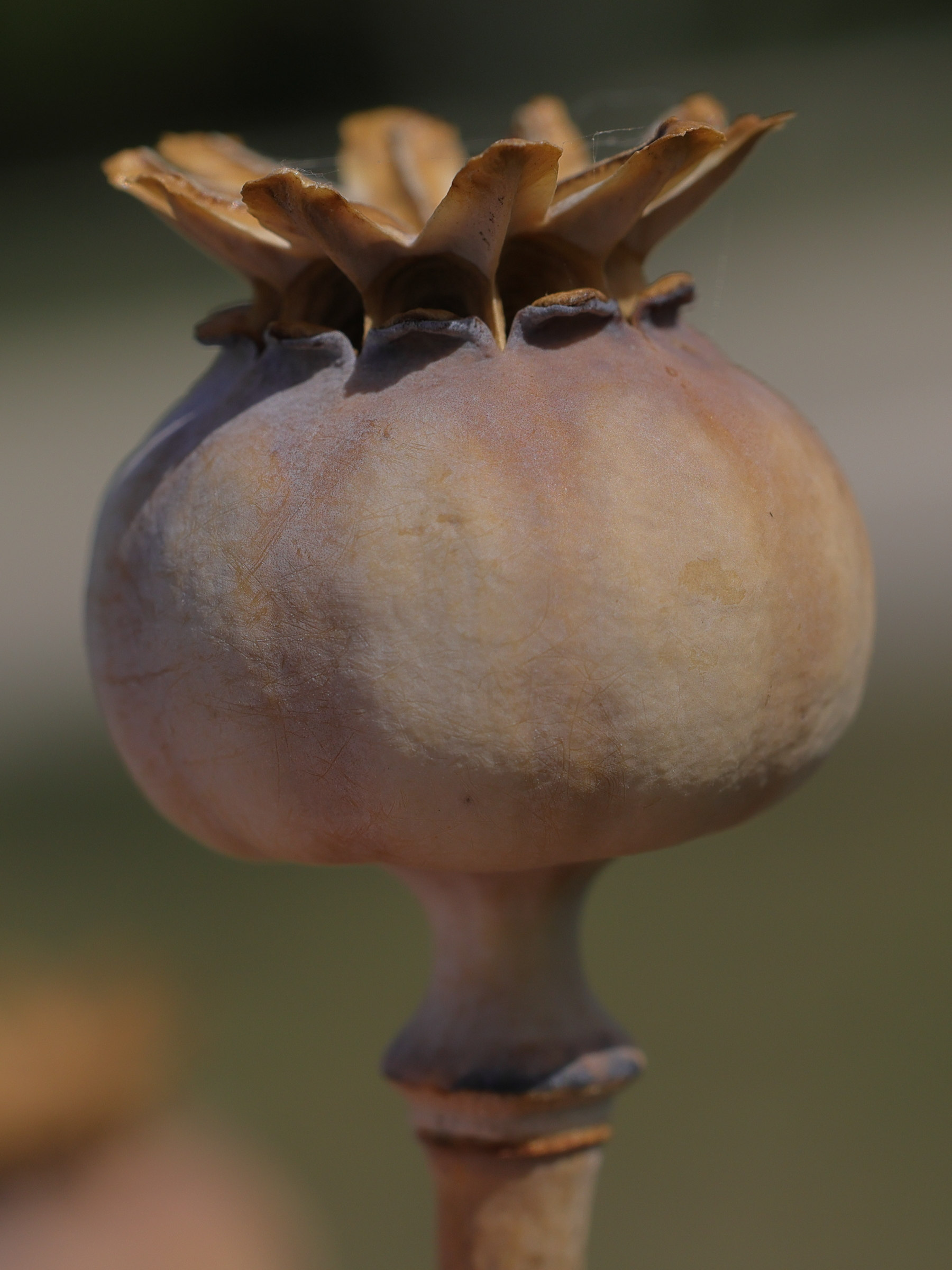 Afficher le média papaver_somniferum6md papaver_somniferum6md