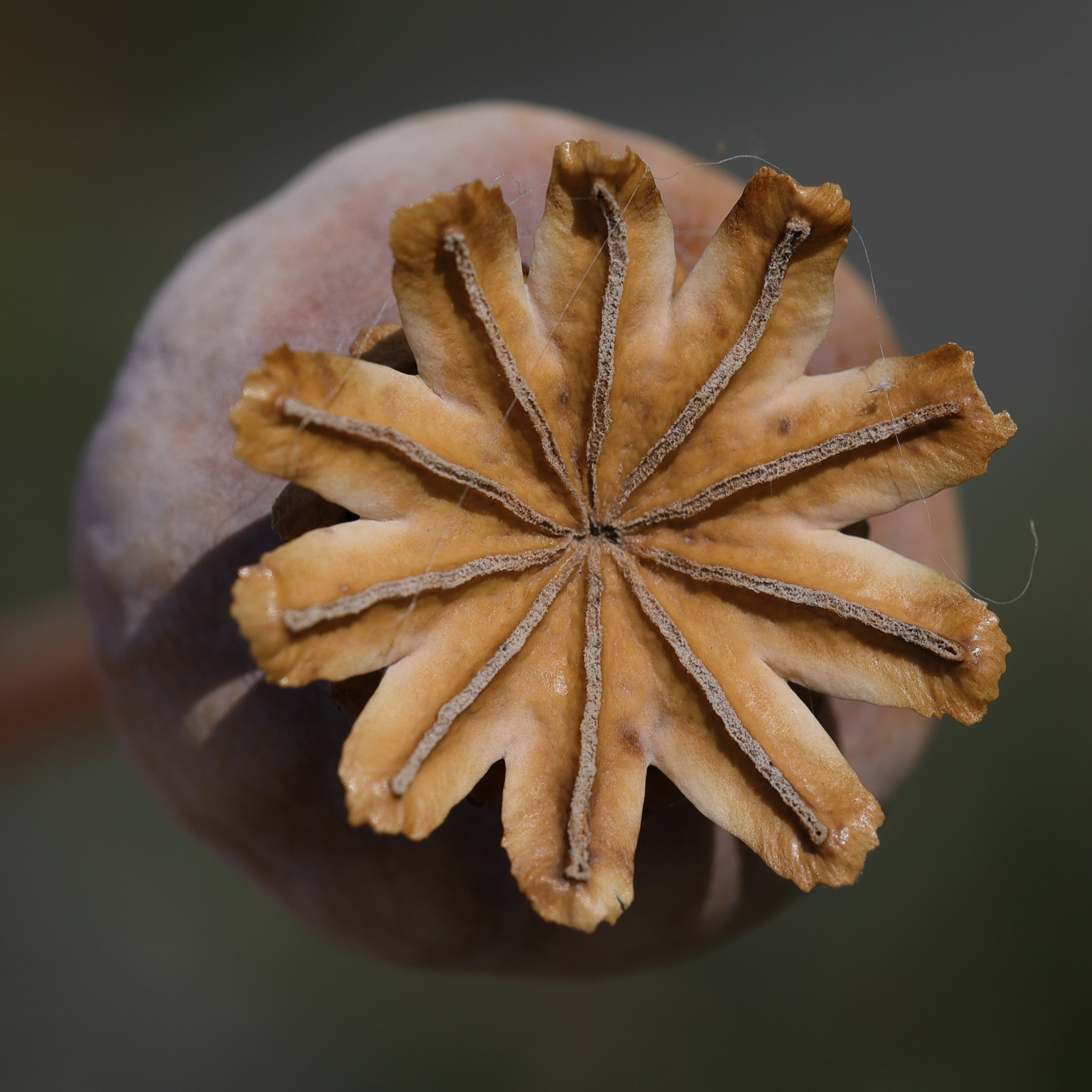 Afficher le média papaver_somniferum7md papaver_somniferum7md