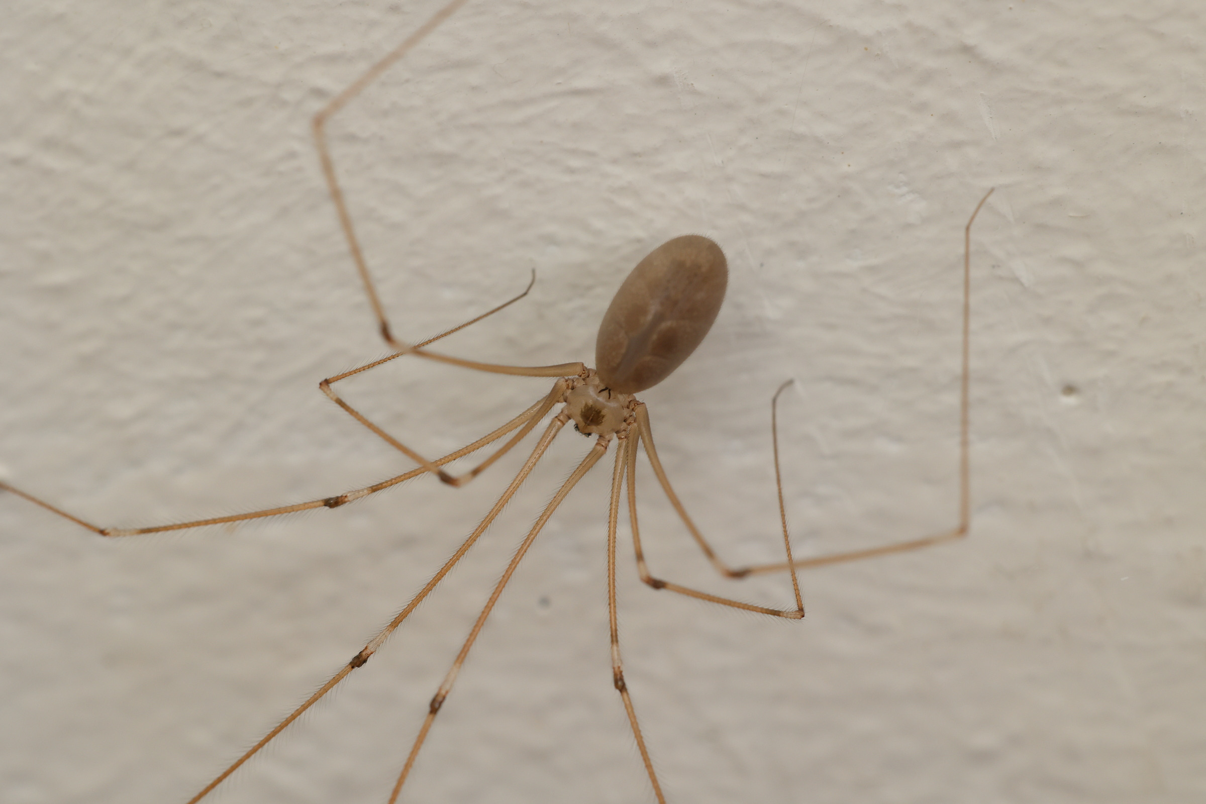 pholcus_phalangioides3md