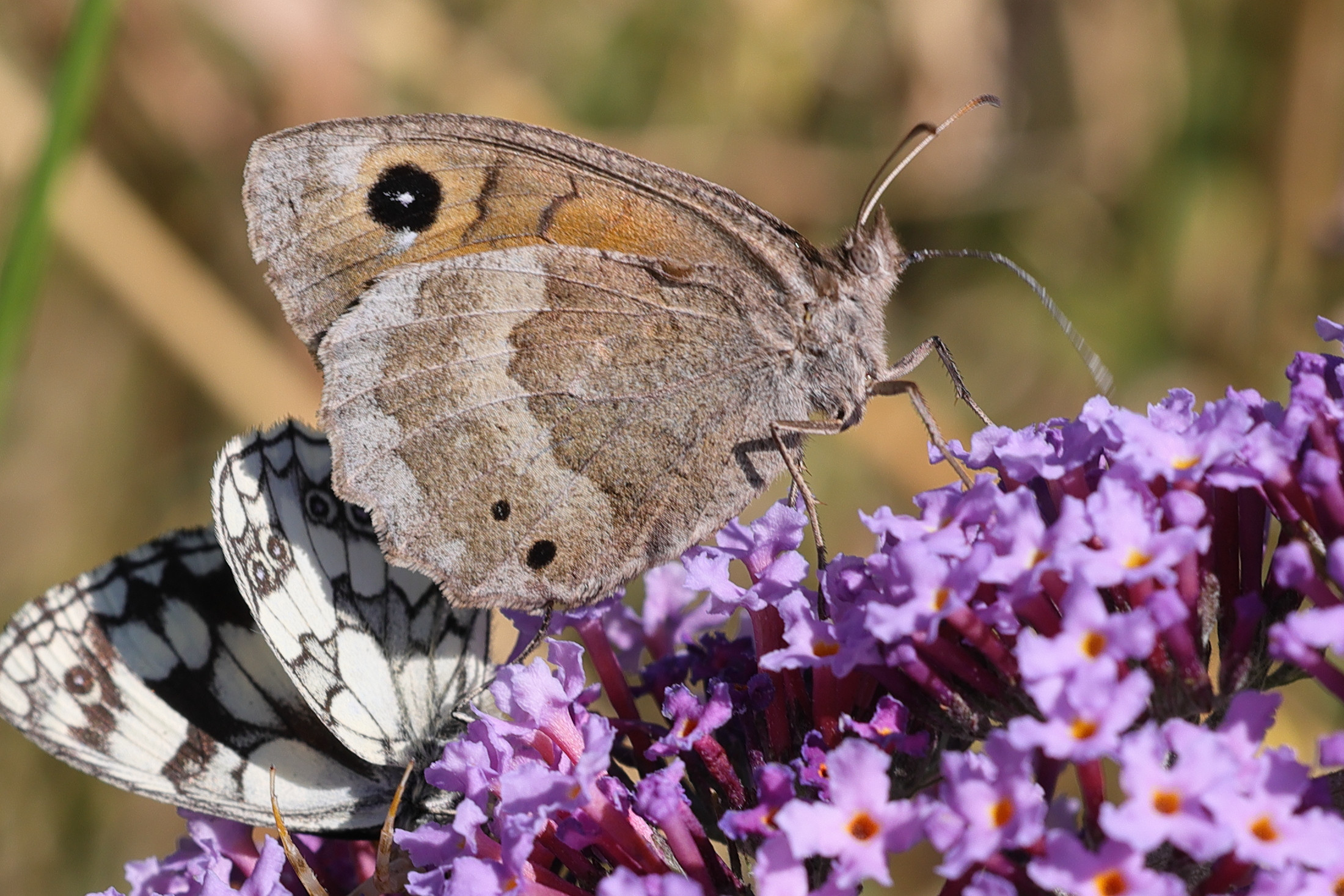 satyrus_ferula3bmdjpg