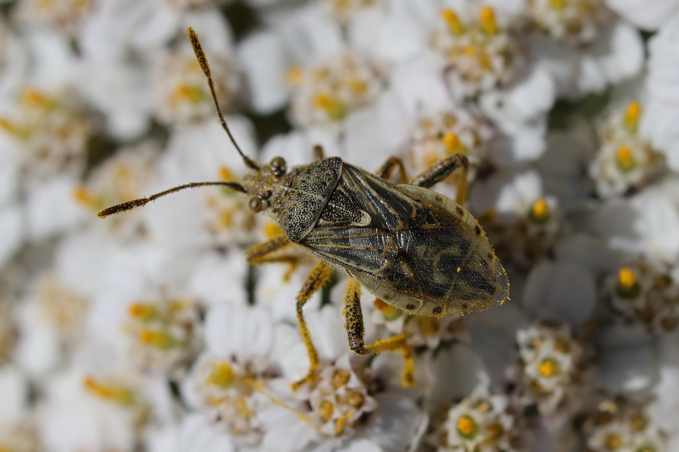 stictopleurus_punctatonervosus3mdjpg