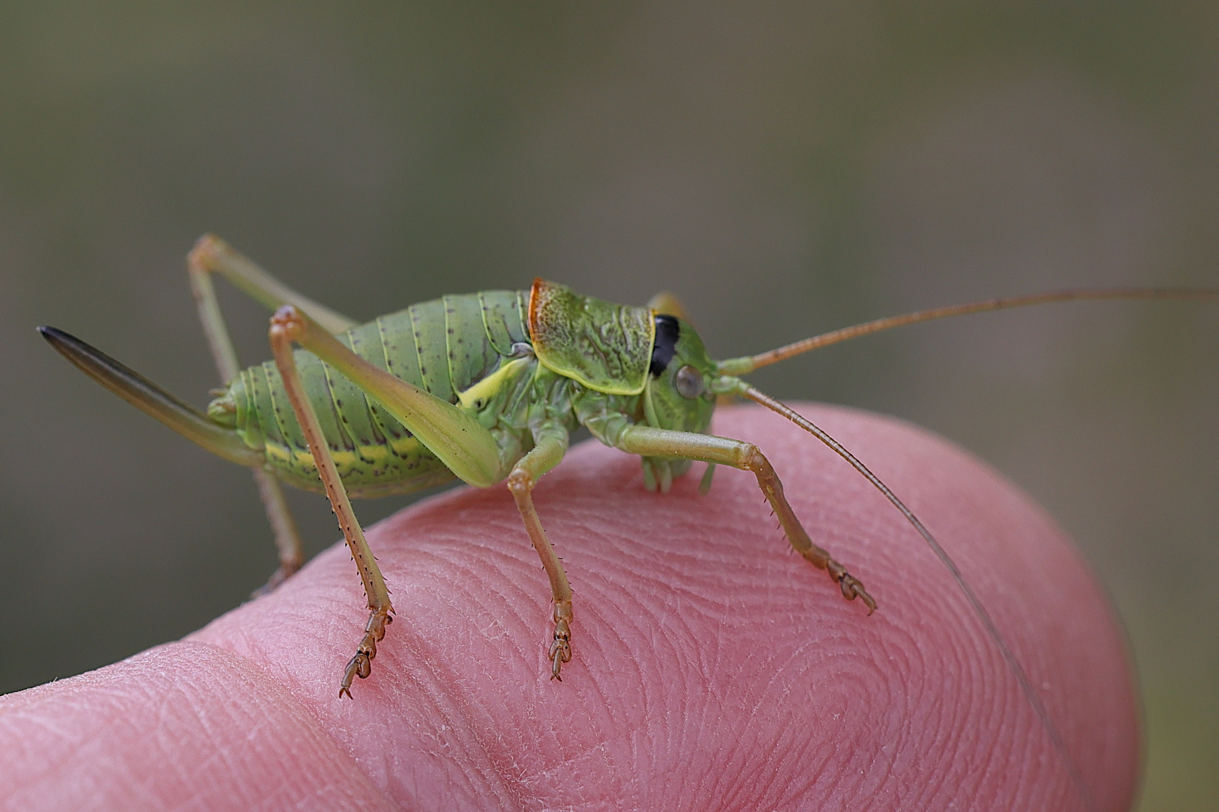 Afficher le média ephippiger_diurnus_juv2md ephippiger_diurnus_juv2md