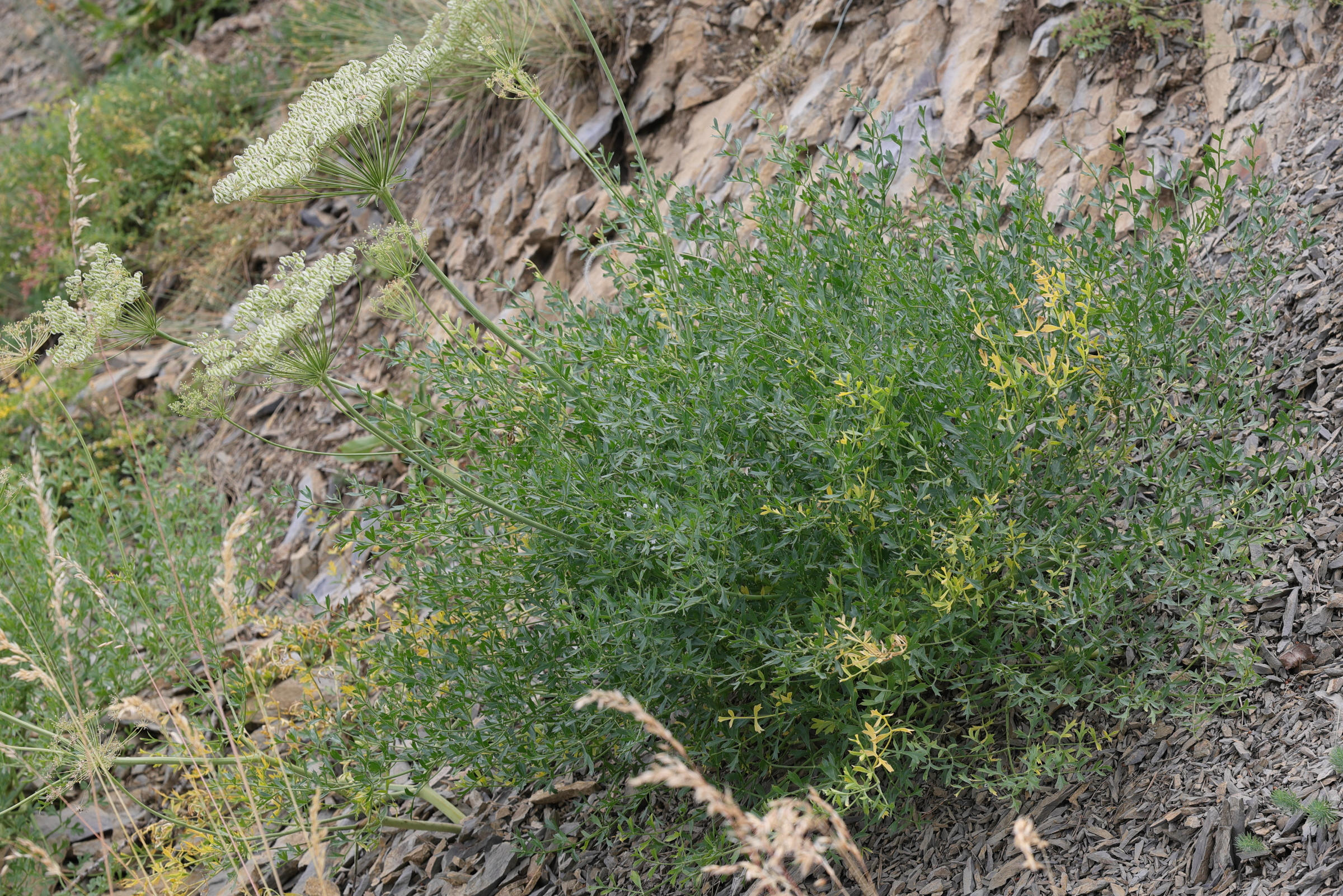 laserpitium_gallicum1amd