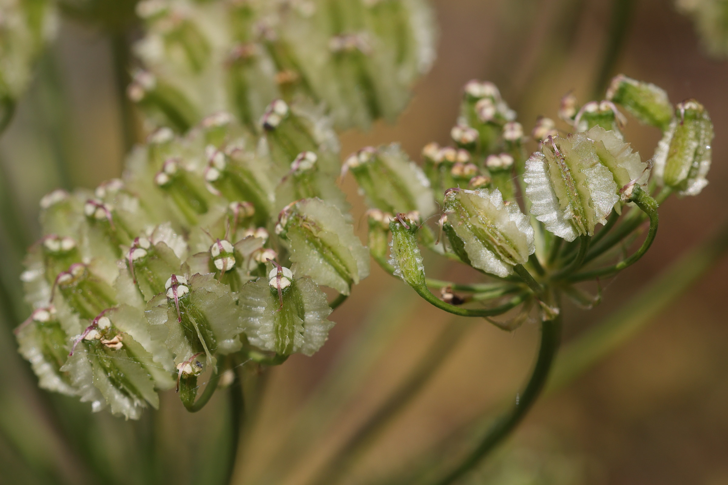 laserpitium_gallicum5md