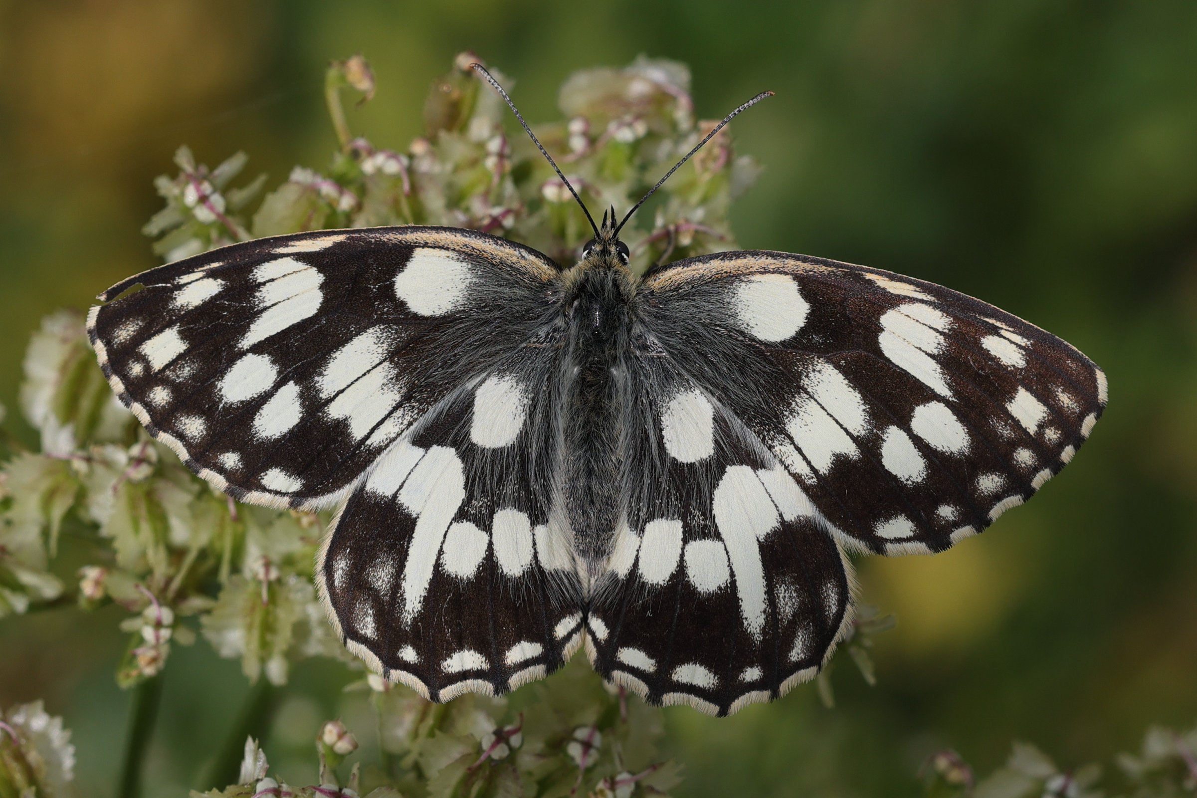 melanargia_galathea1md