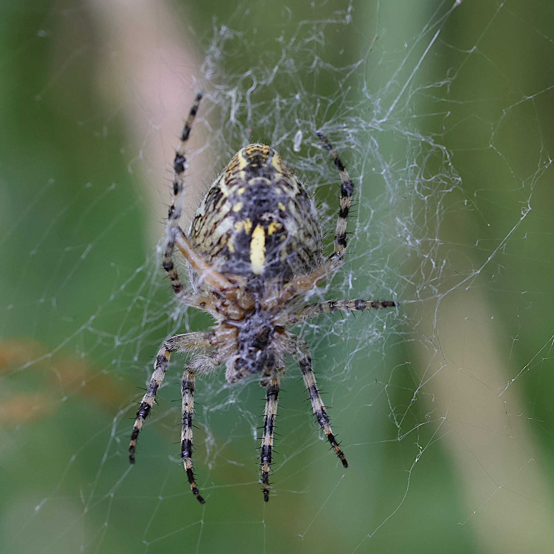 aculepeira_ceropegia9md