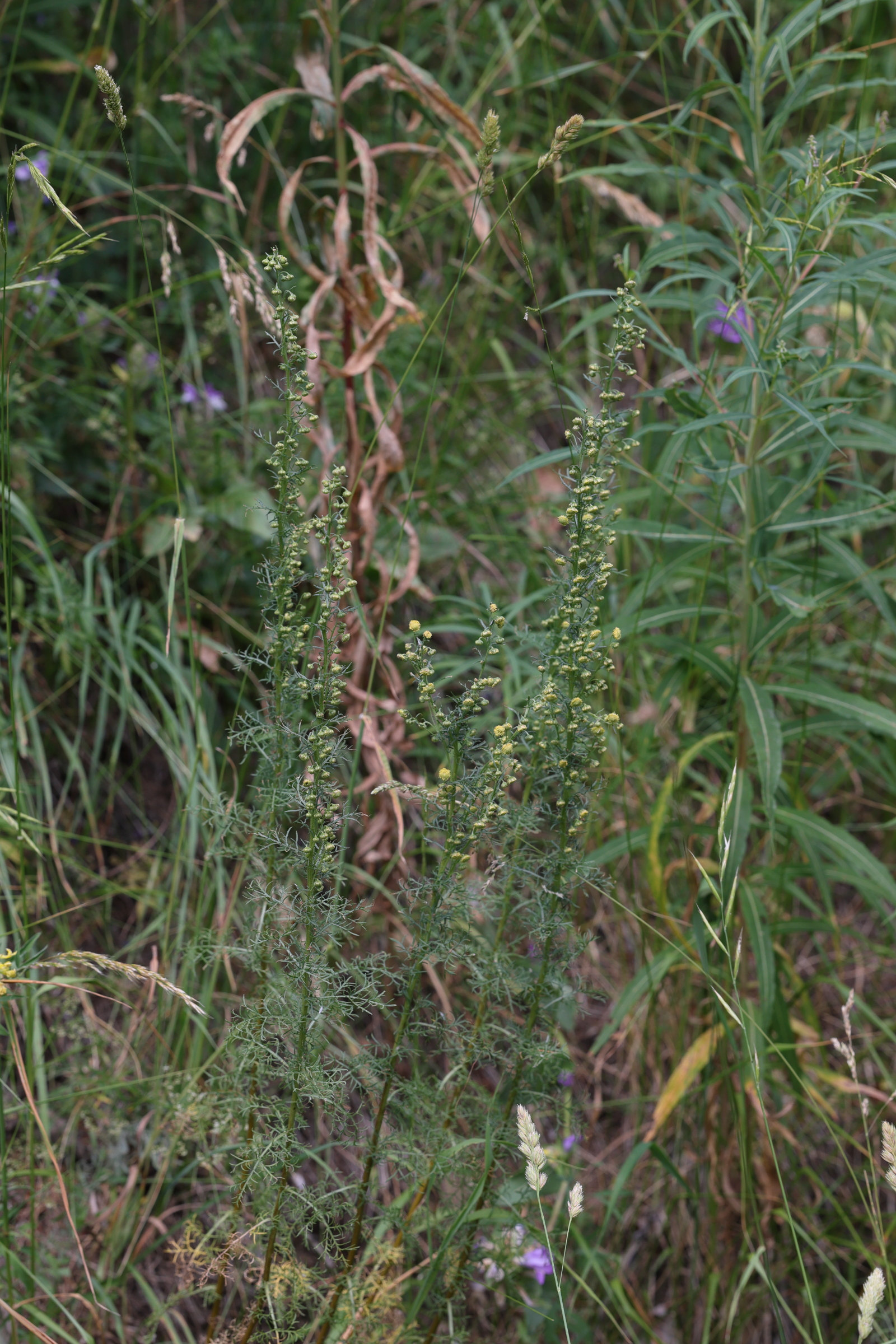 Afficher le média artemisia_chamaemelifolia3md artemisia_chamaemelifolia3md