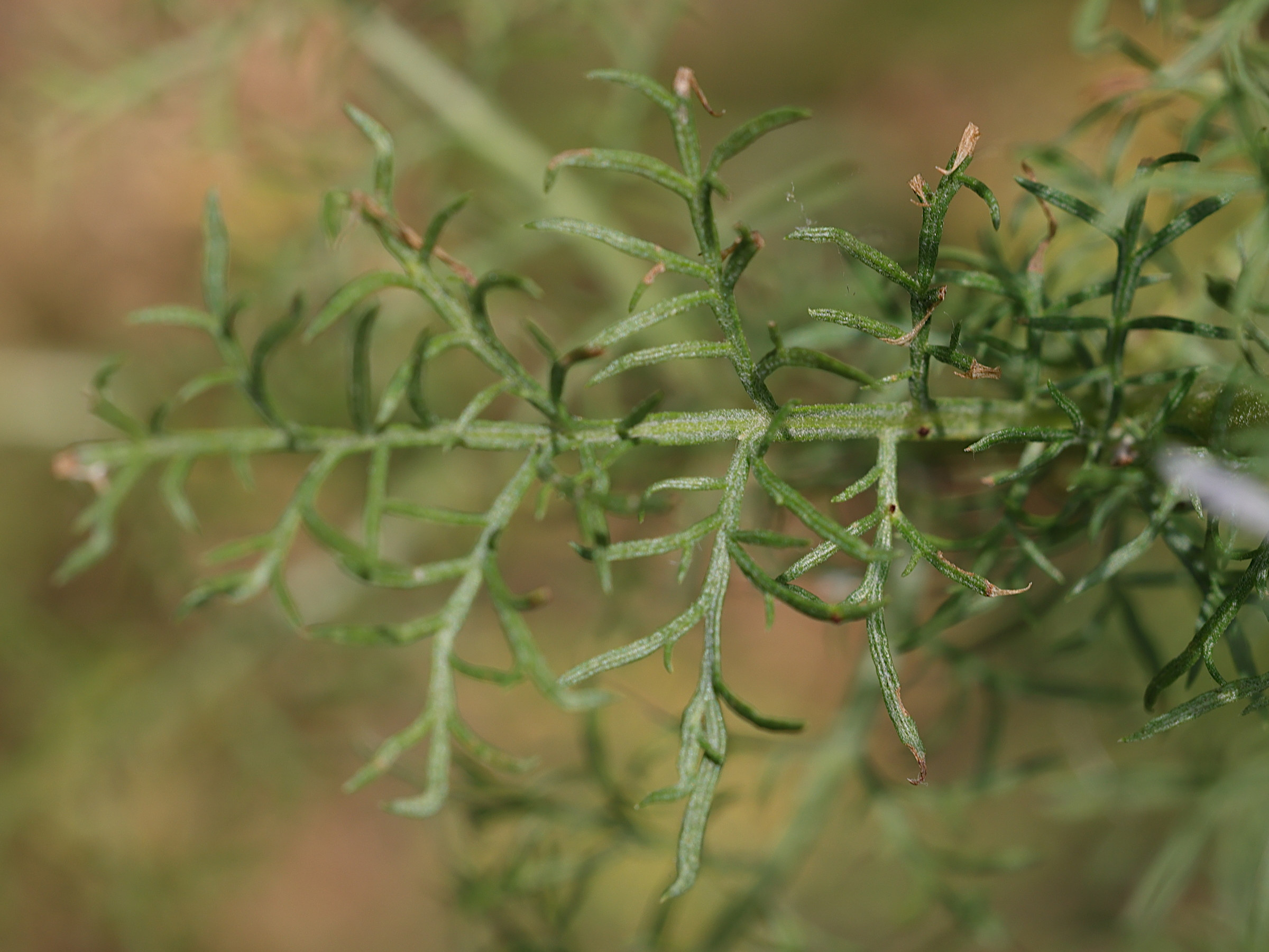 Afficher le média artemisia_chamaemelifolia4md artemisia_chamaemelifolia4md