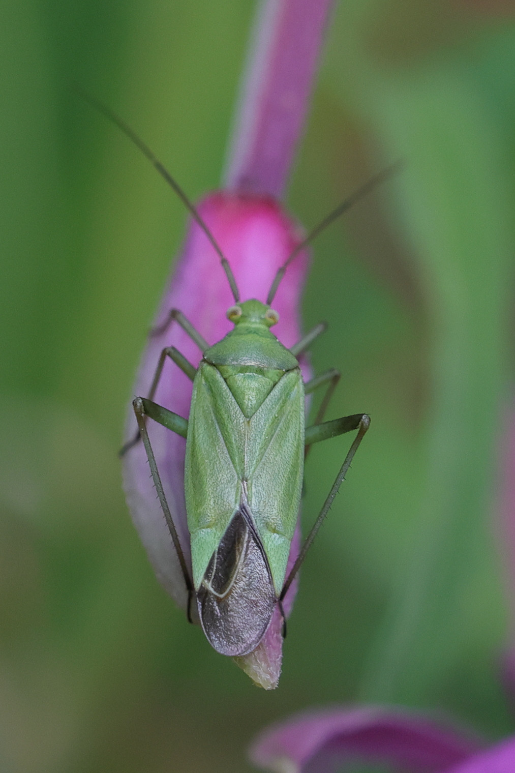 calocoris_affinis2md
