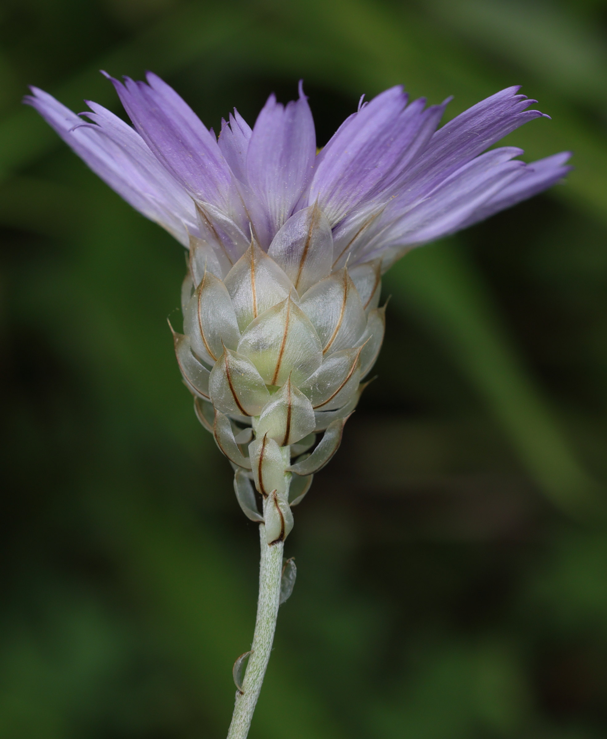Afficher le média catananche_caerulea2bmd catananche_caerulea2bmd
