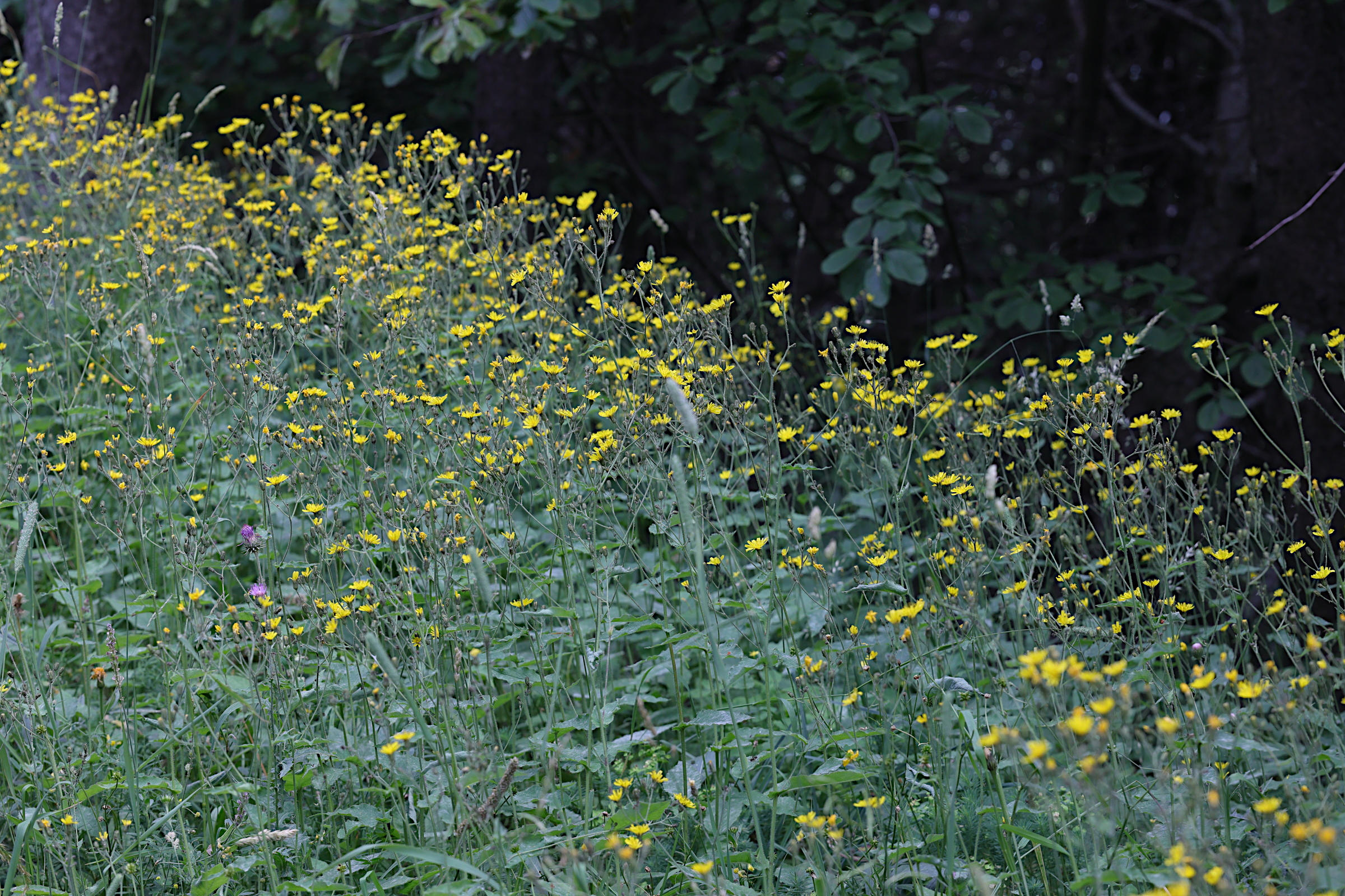 Afficher le média hieracium_prenanthoides1md hieracium_prenanthoides1md