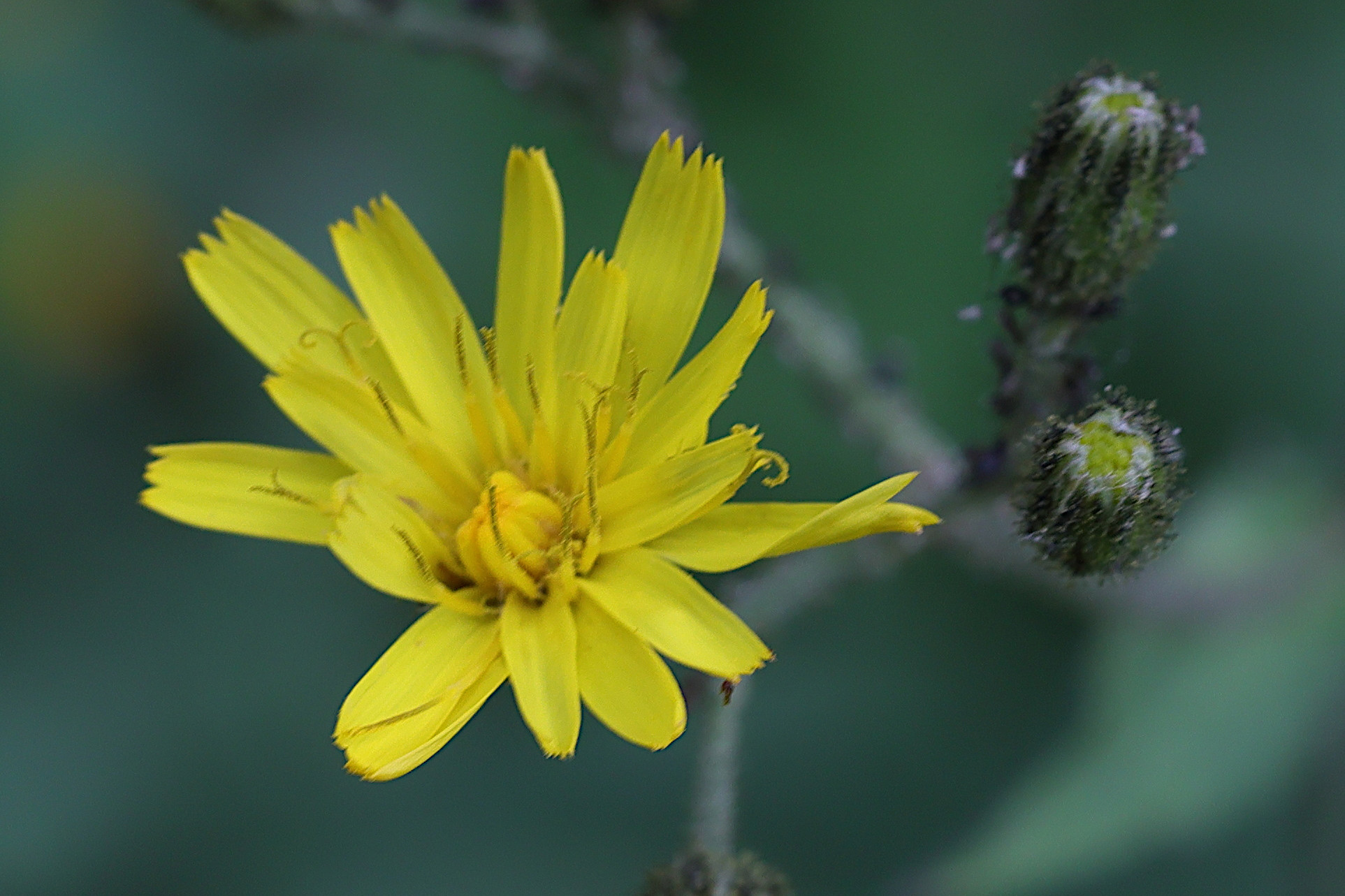 Afficher le média hieracium_prenanthoides2md hieracium_prenanthoides2md