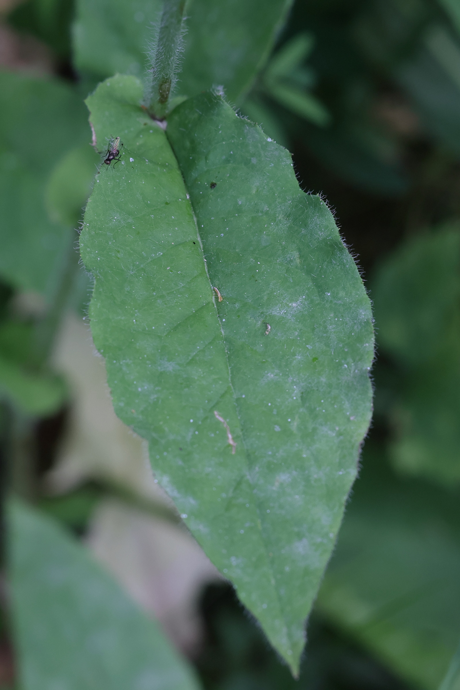 Afficher le média hieracium_prenanthoides4md hieracium_prenanthoides4md