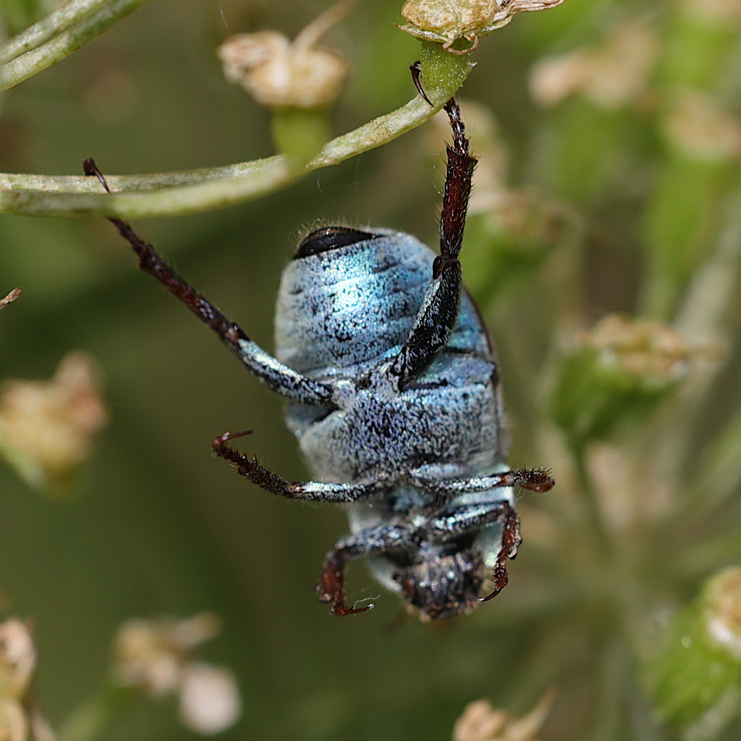 hoplia_caerulea3md
