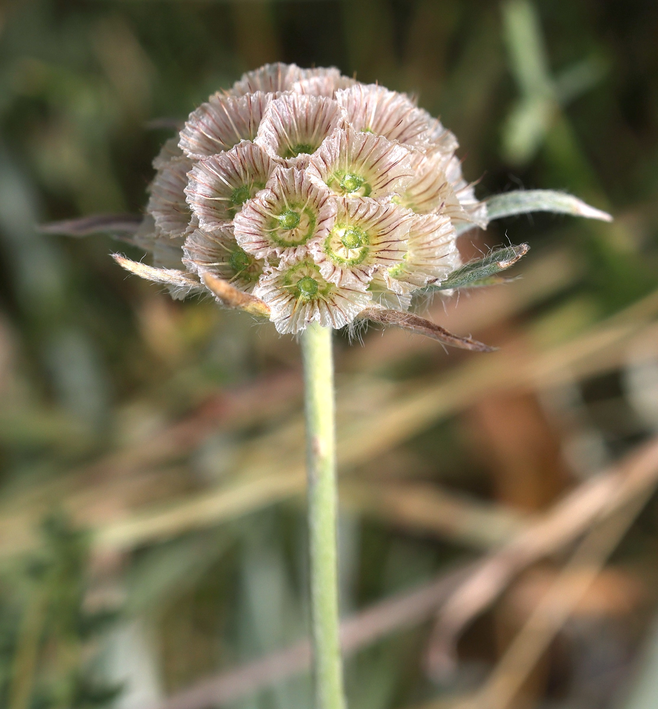 Afficher le média lomelosia_graminifolia3md lomelosia_graminifolia3md